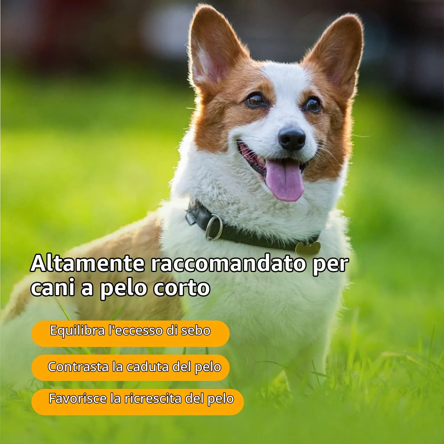Nobleza Shampoo Delicato per Cuccioli Cani Profumo di Mandorla e Miele,Ideale Shampoo Cani Pelo Corto,Shampoo Igienizzante per Bulldog e Carlino 250 ml - immagine 5