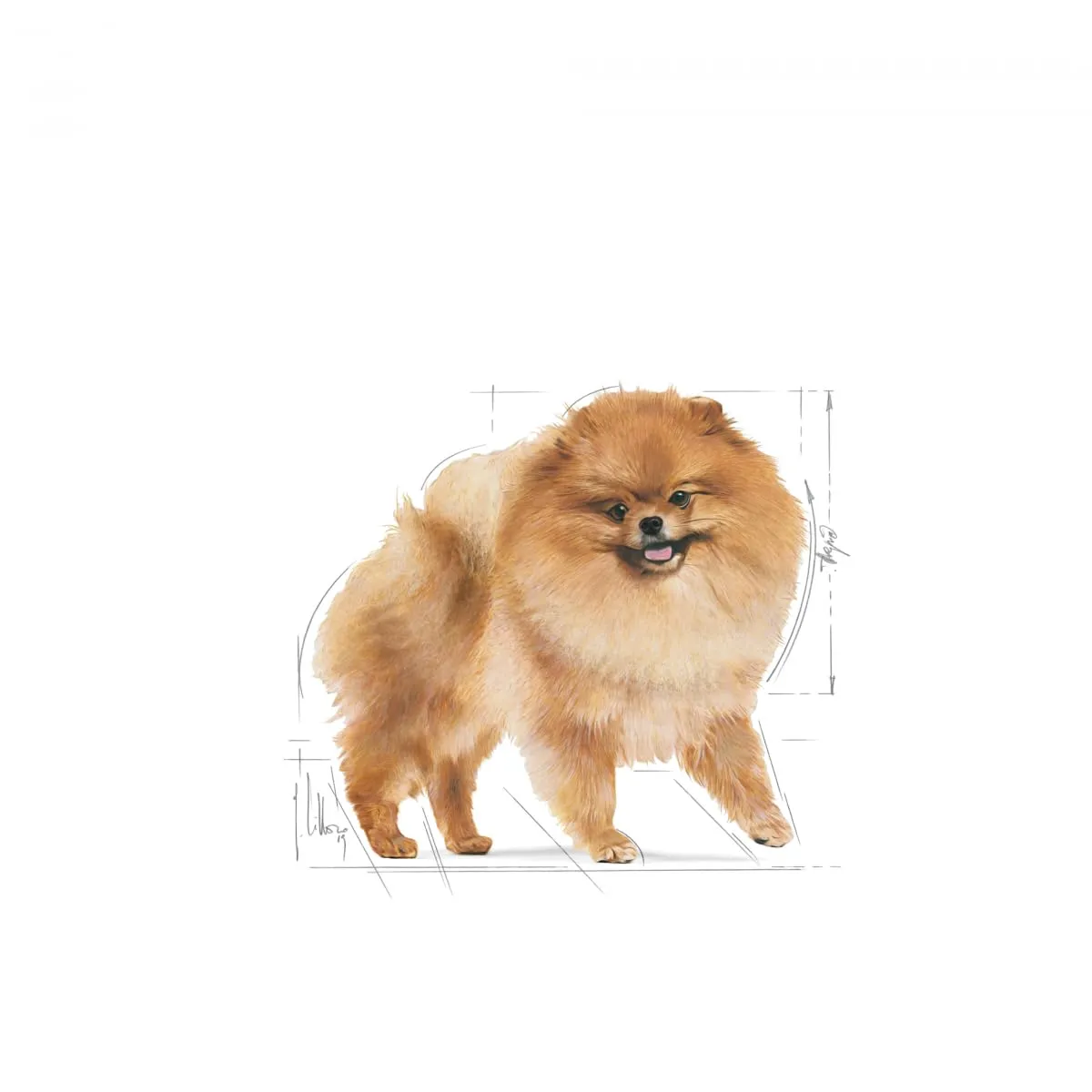 Royal Canin Pomeranian Adult | 3 kg | Alimento completo per cani | Cibo secco per Pomeranian adulti e anziani | A partire dall'8° mese | Contenuto minerale adeguato - immagine 3