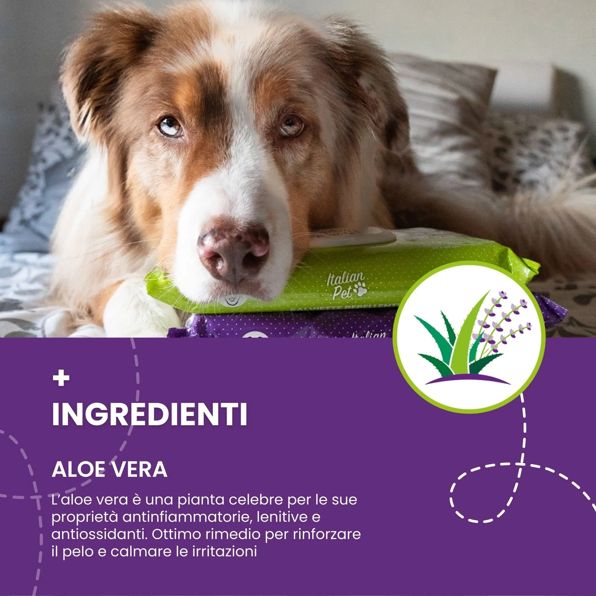 Italian Pet - Salviette Biodegradabili Aloe Vera e Lavanda - Salviette Detergenti Umidificate per Zampe, Muso e Pelo di Cani, Gatti, Conigli, Animali Domestici - 50 Salviette BIO Monouso - 20x30 cm - immagine 6