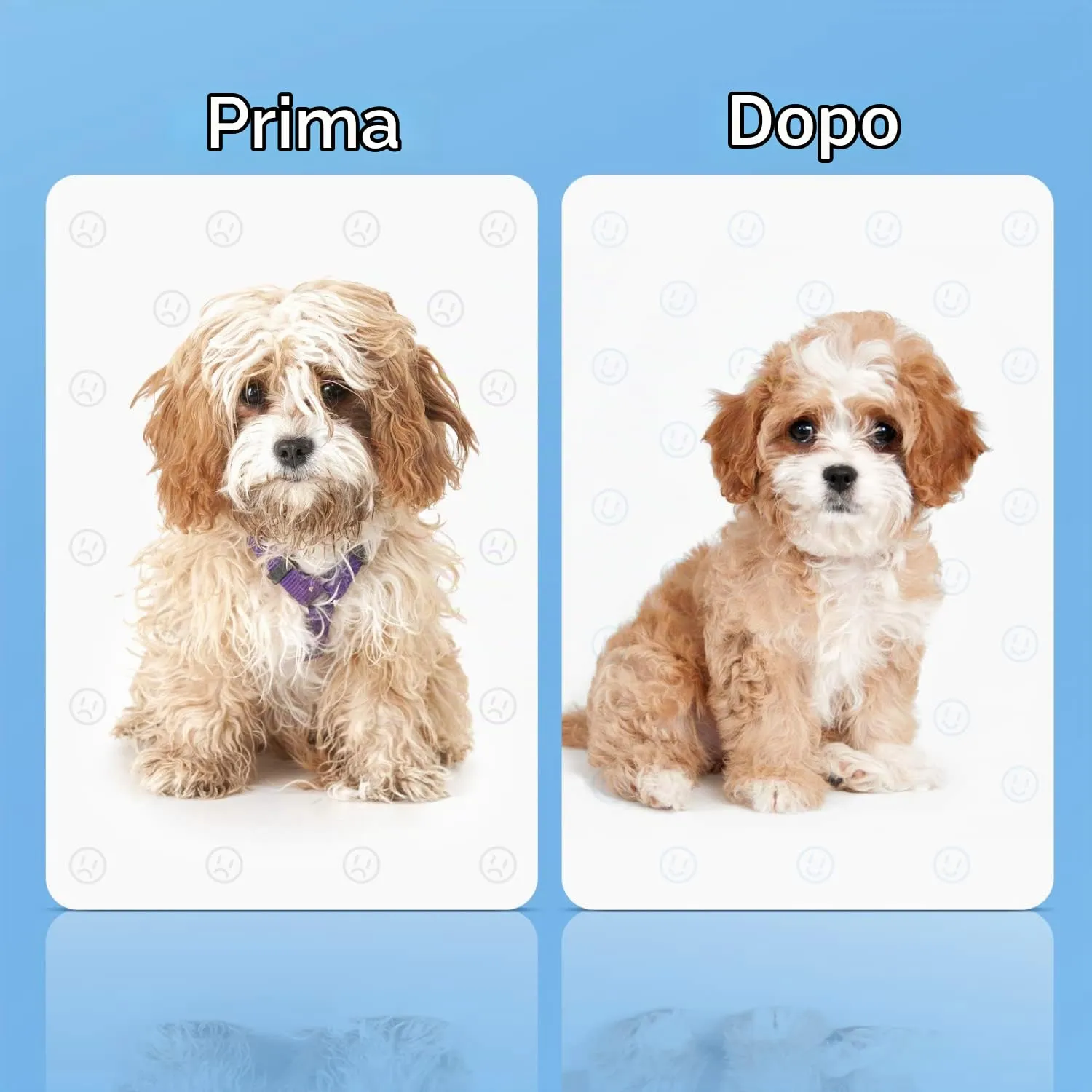 Nobleza Shampoo a Secco per Cani e Gatti e Coniglio,Adatto per Animali con Bassa Resistenza: Gattini,Cuccioli,Ipoallergenico Shampoo Mousse Al profumo di Limone e Vaniglia(250ml) - immagine 5