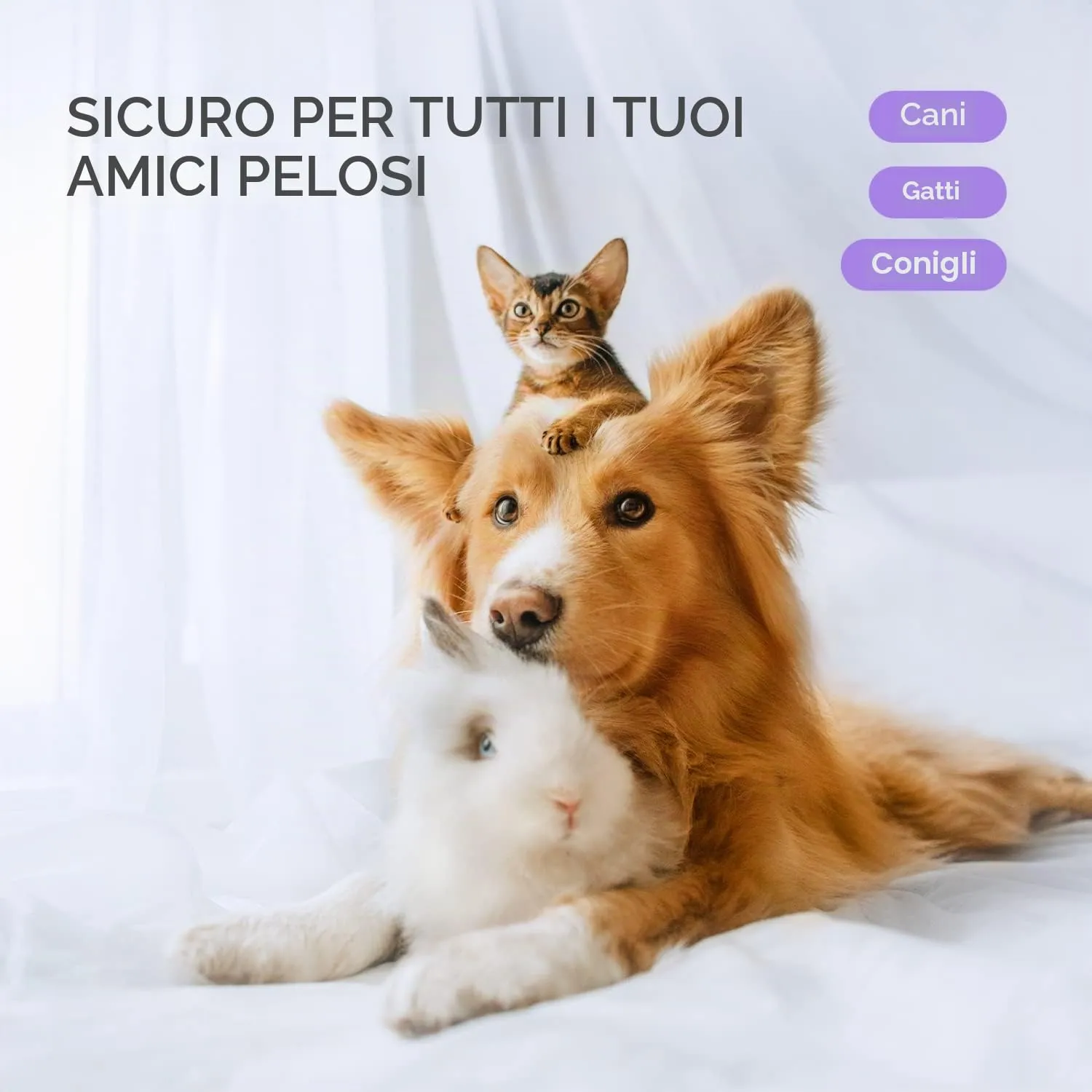 Nobleza Shampoo a Secco per Cani e Gatti e Coniglio,Dopo aver portato a spasso il cane, prima di andare a letto,Ipoallergenico Shampoo per Cuccioli di Gattino Con Profumo di Lavanda(250ml) - immagine 8
