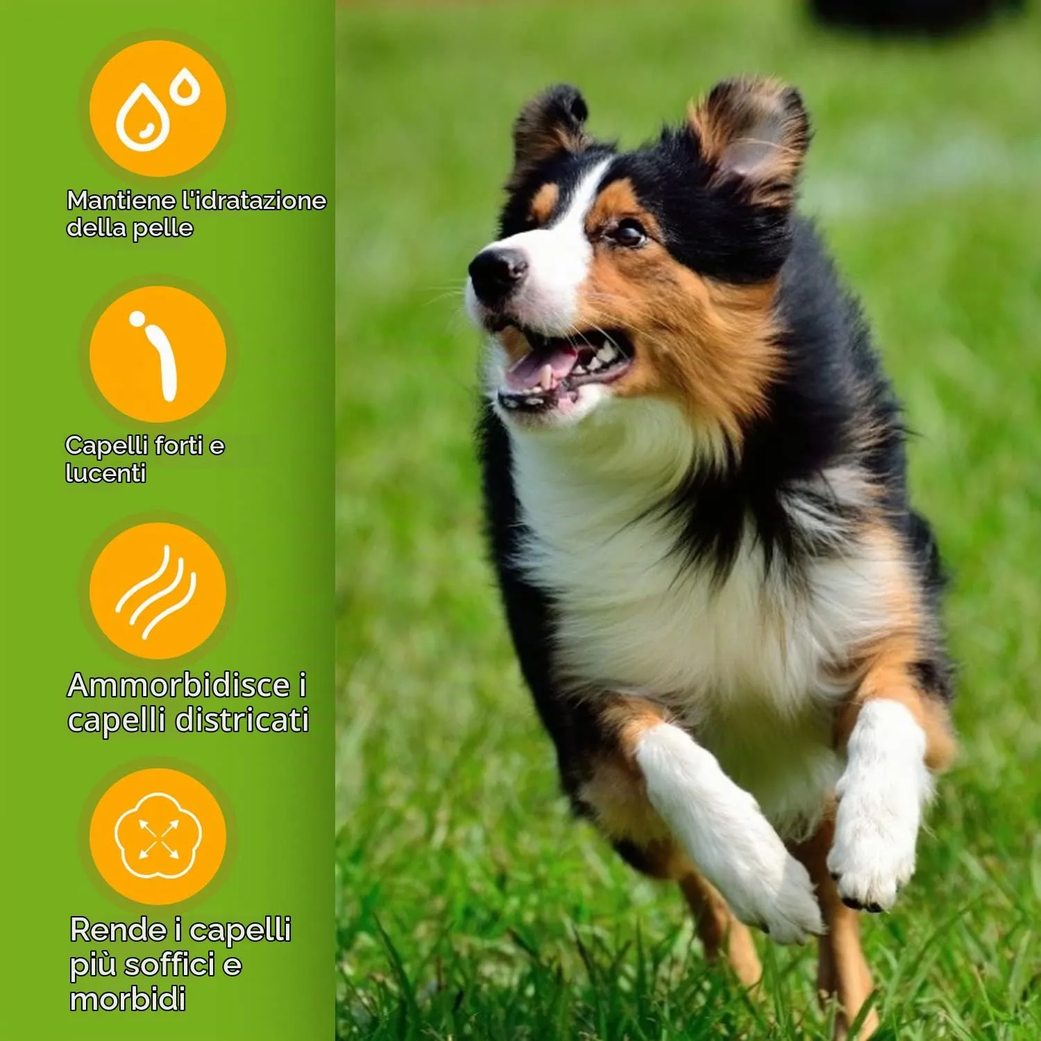 Nobleza Shampoo per Cani, Shampoo Contro Prurito, Acari e pulci, Calma la Pelle dei Cani, Profumo di Latte d'Avena, 250ML - immagine 6