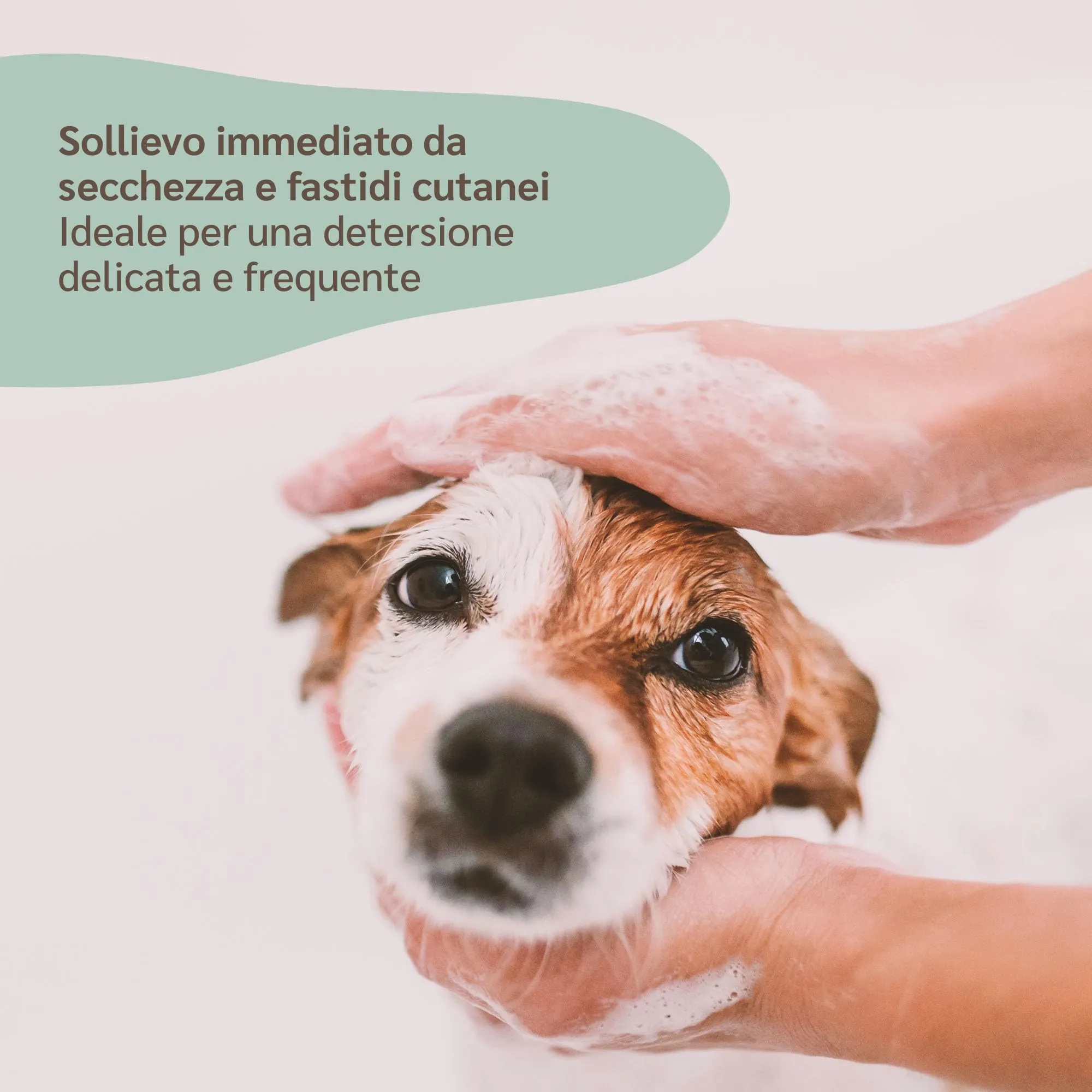 amusi Shampoo Cani Pelo Lungo e Corto - Shampoo Cane Delicato Neutro - Prodotti per Animali Cani pH Bilanciato - per Dermatite Cane - immagine 4