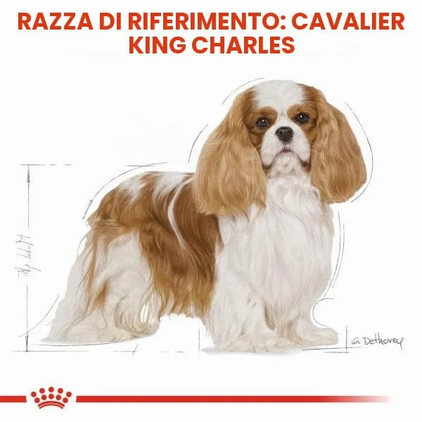 Royal Canin Cavalier King Charles Adult - immagine 8