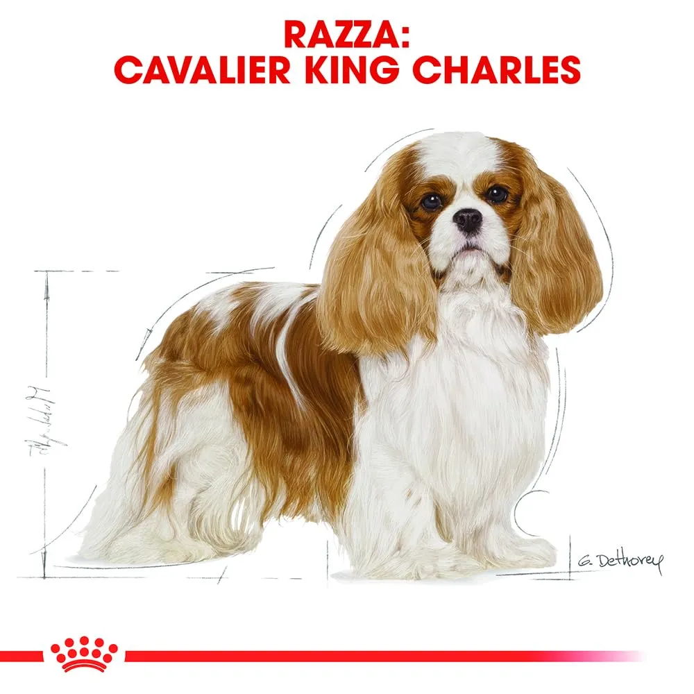 ROYAL CANIN Cavalier King Charles Adult - Cibo secco per cani - 3kg - immagine 3