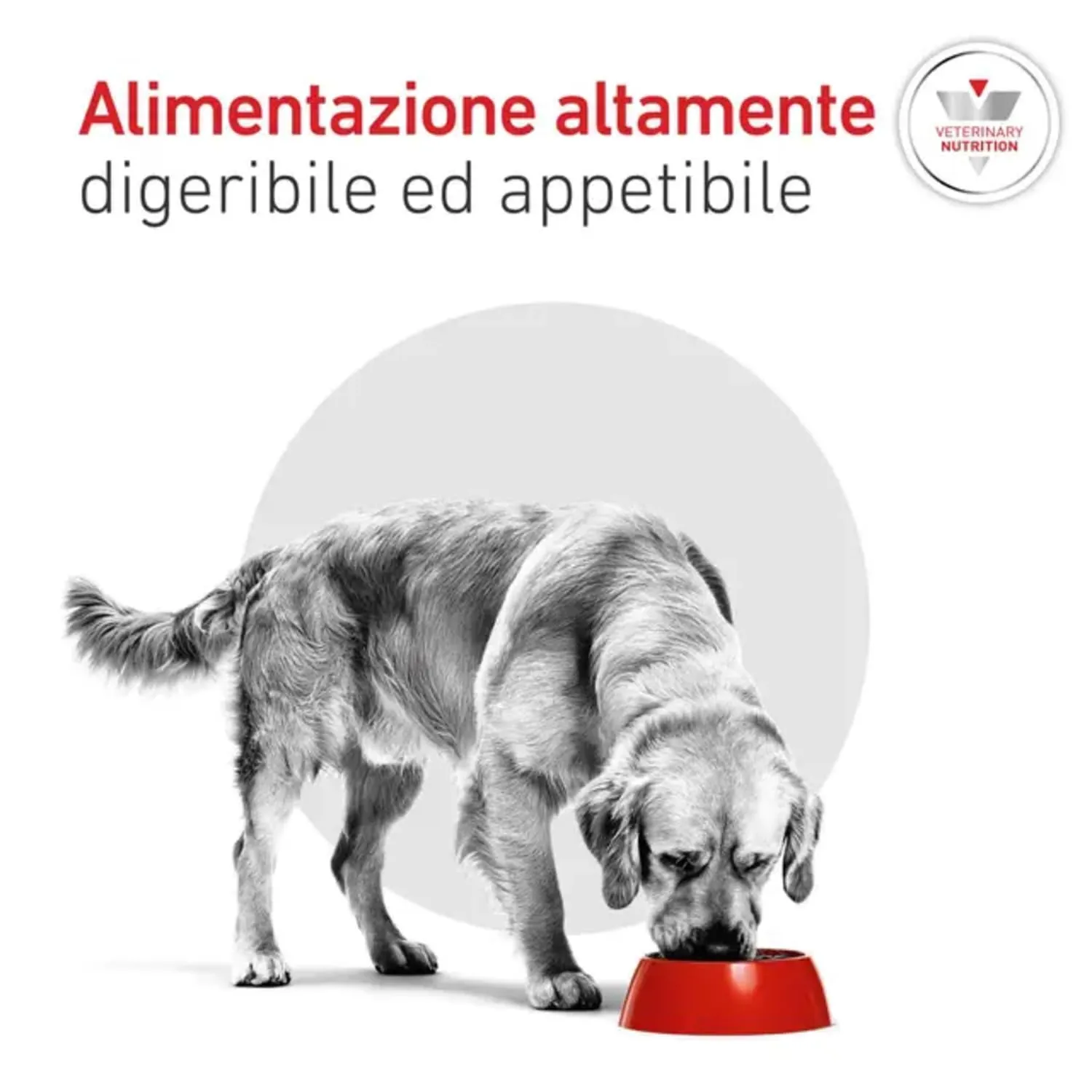 Royal Canin | Dog | Glycobalance Veterinary Diets | Cibo Secco per Cani | Sacco da 12 kg - immagine 5