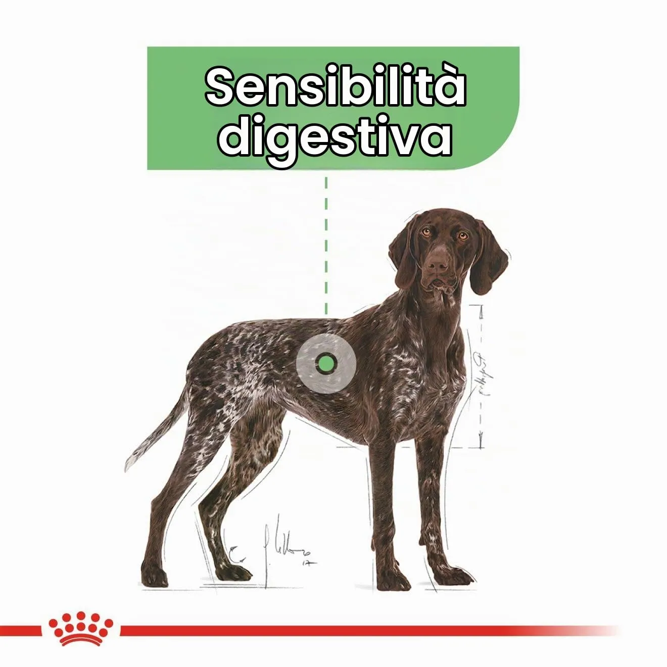 Royal Canin Mini Digestive Care - immagine 4