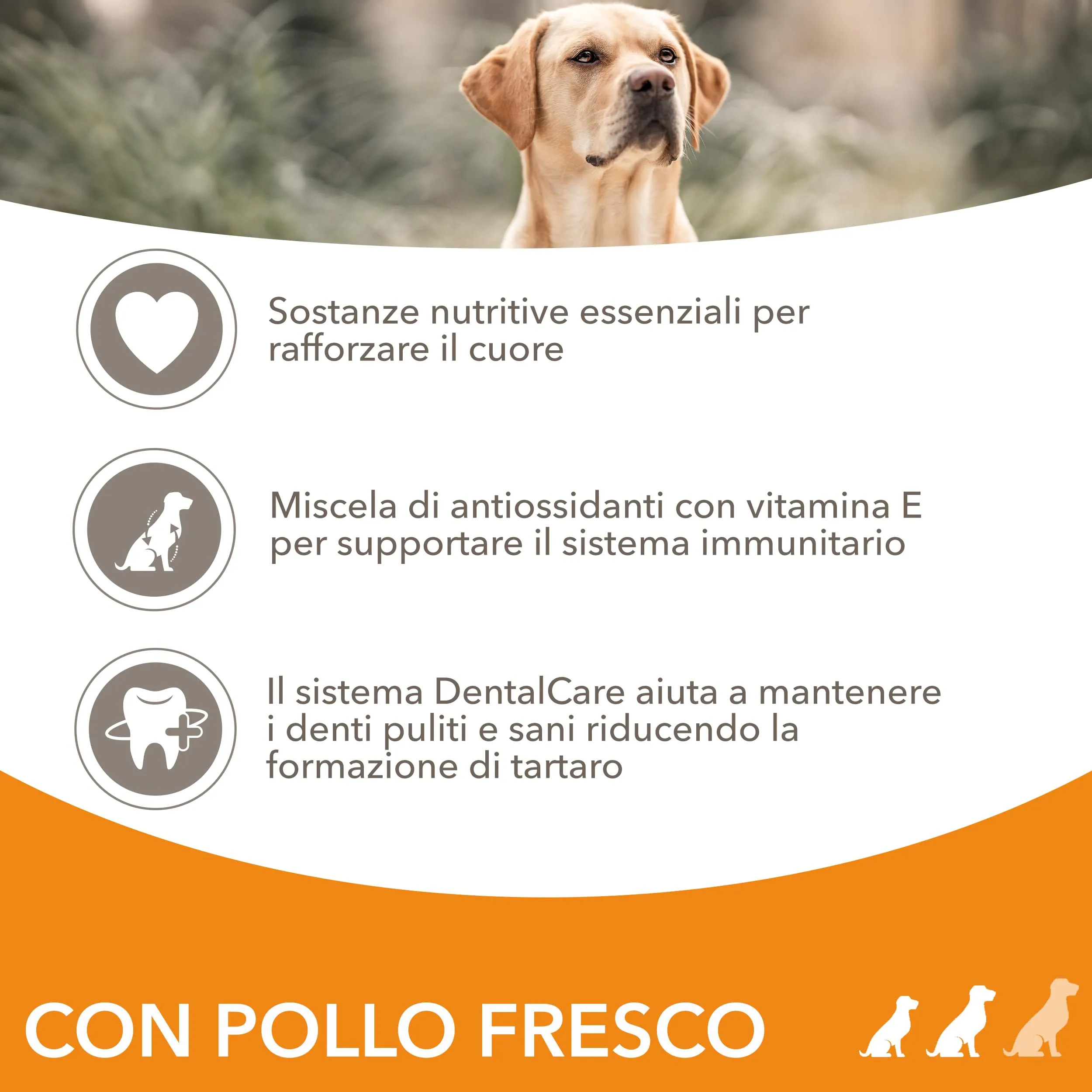IAMS Cibo secco per cani anziani di taglia piccola/media con pollo, 5 kg - immagine 3