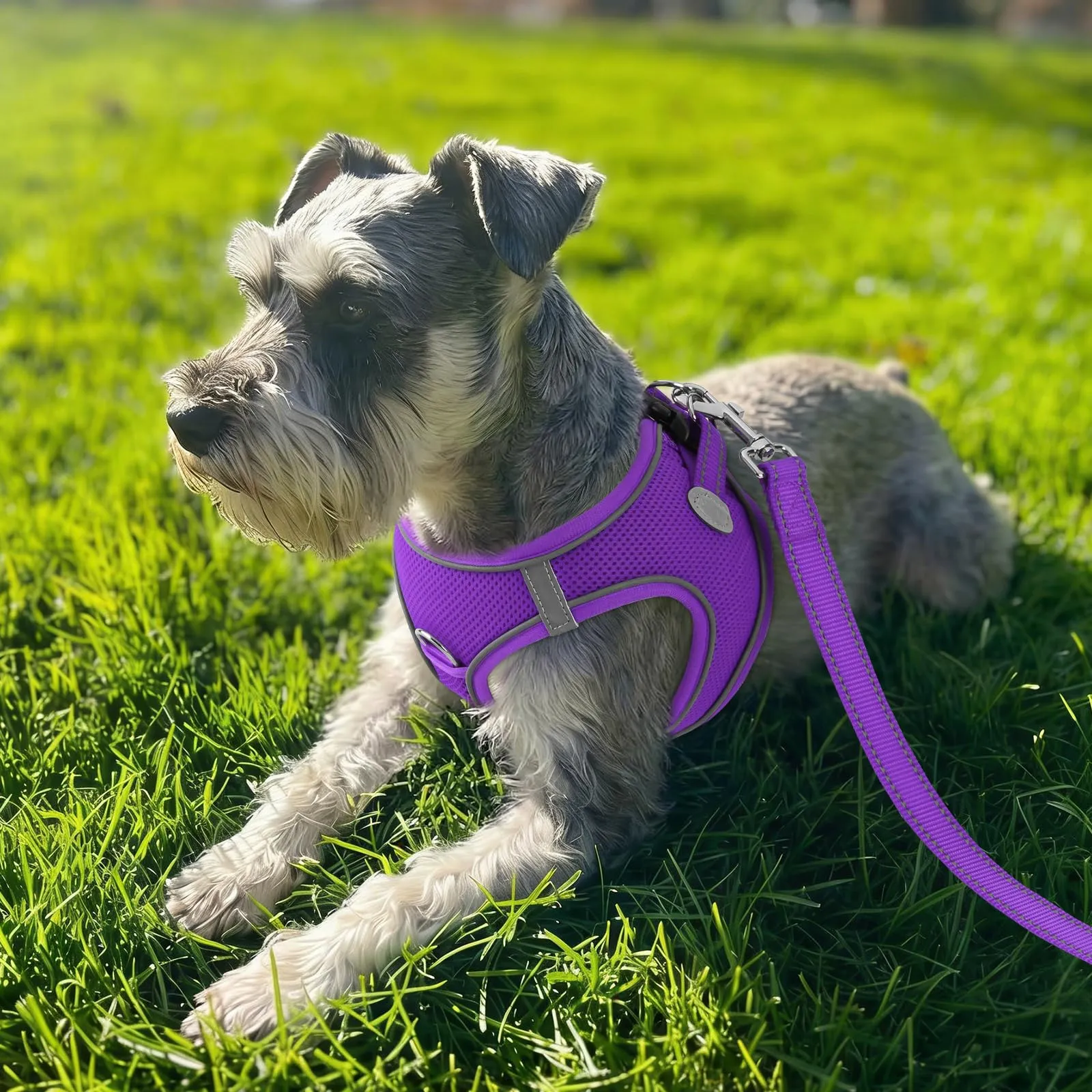 Joytale Pettorina Cane Piccola, Maglia Morbida Traspirante, Viola S - immagine 2