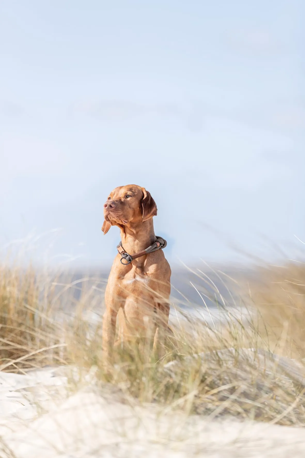 TRIXIE BE NORDIC Collare educativo per cani - immagine 5