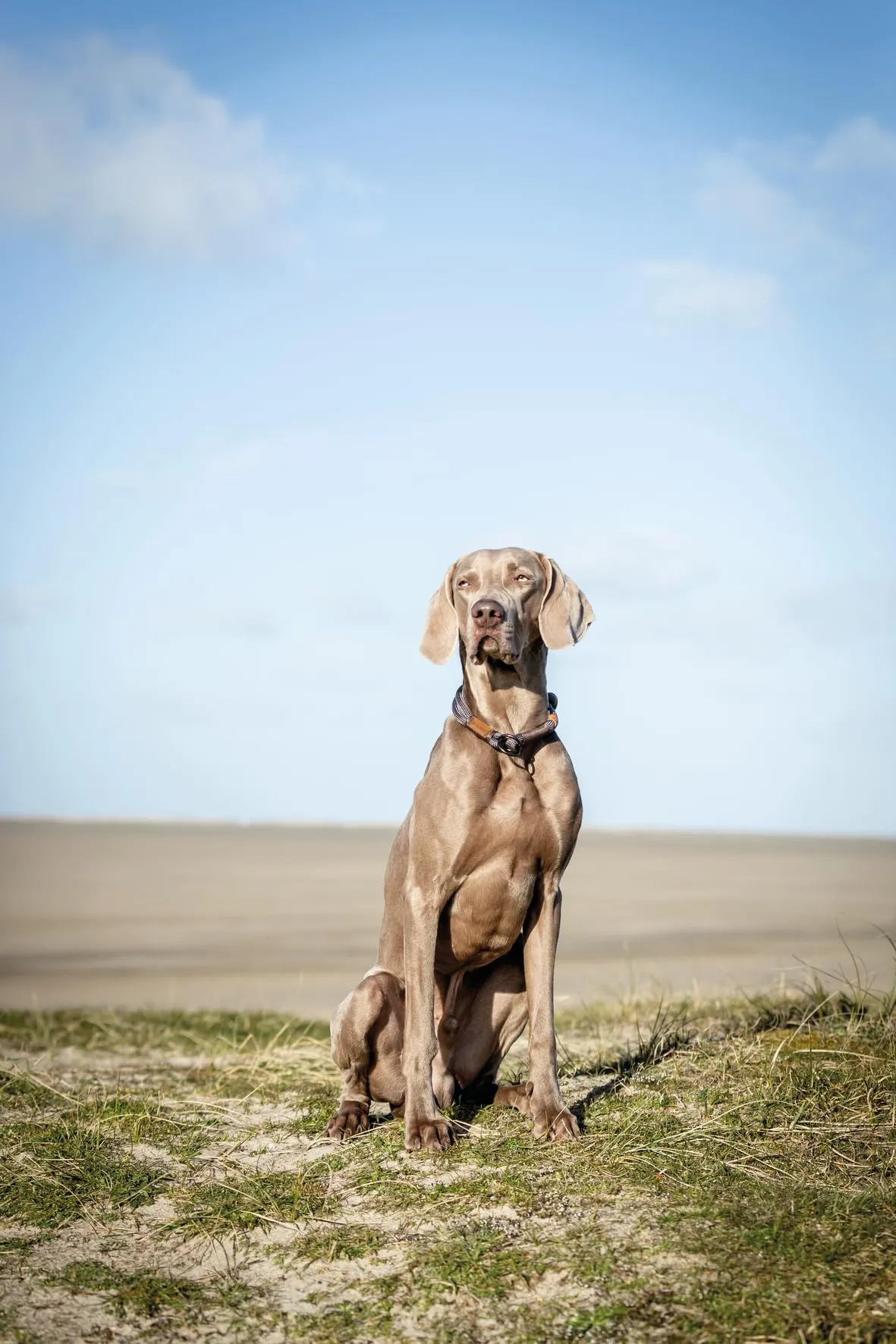 TRIXIE BE NORDIC Collare educativo per cani - immagine 6