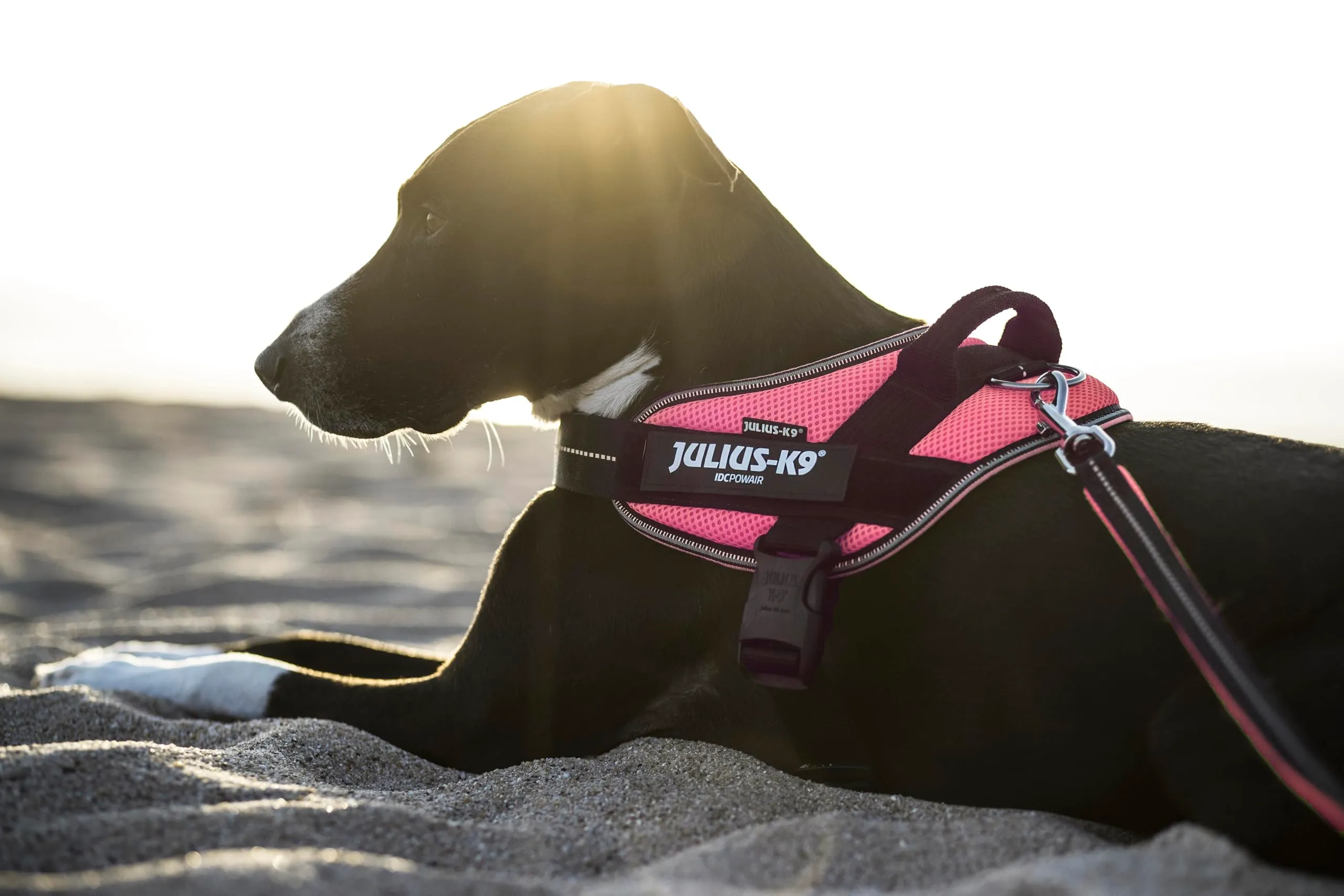 Julius-K9, Pettorina IDC Powair, Taglia: 2XL / 3, Rosa - immagine 7