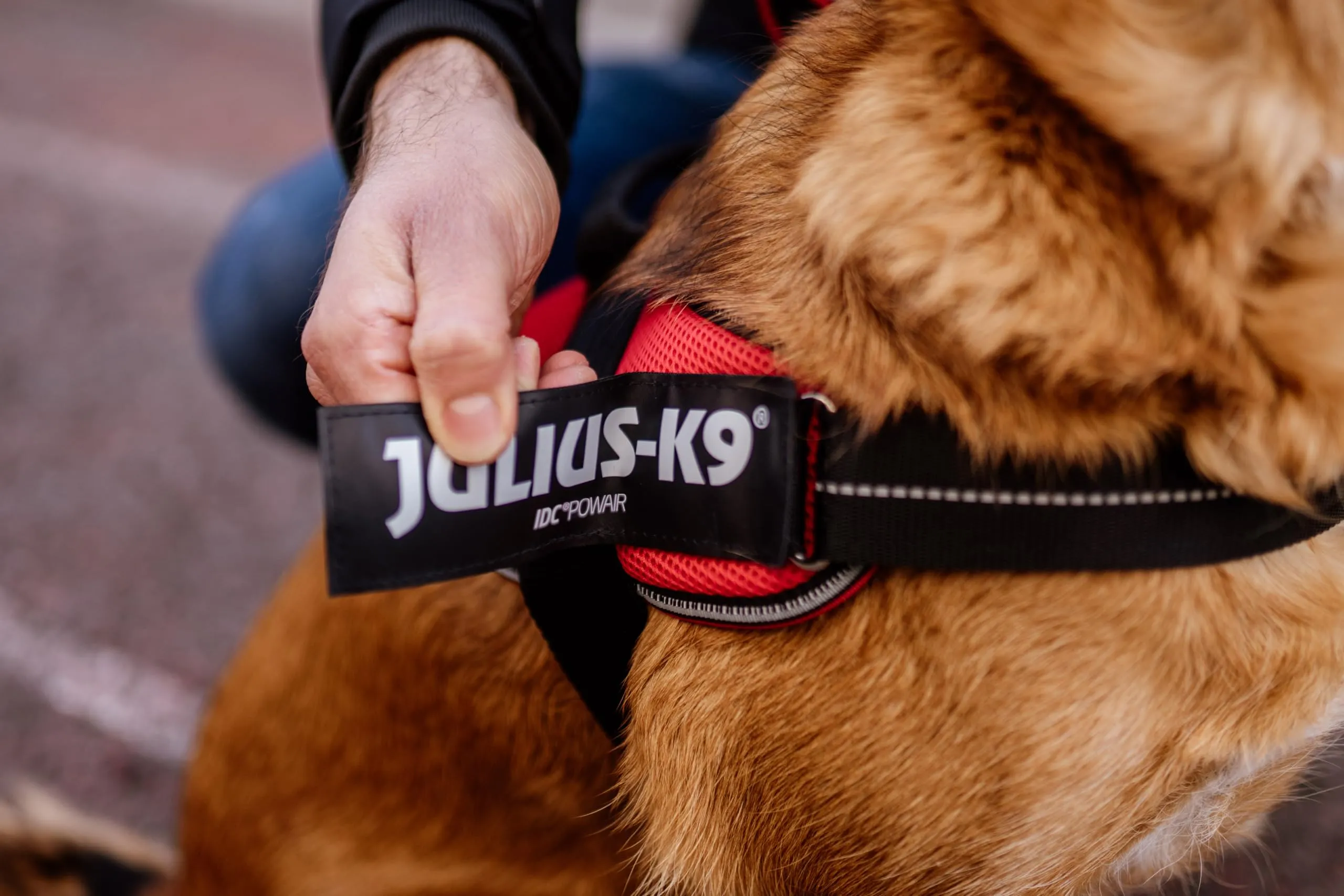 Julius-K9, Pettorina IDC Powair, Taglia: 2XL / 3, Neon - immagine 4