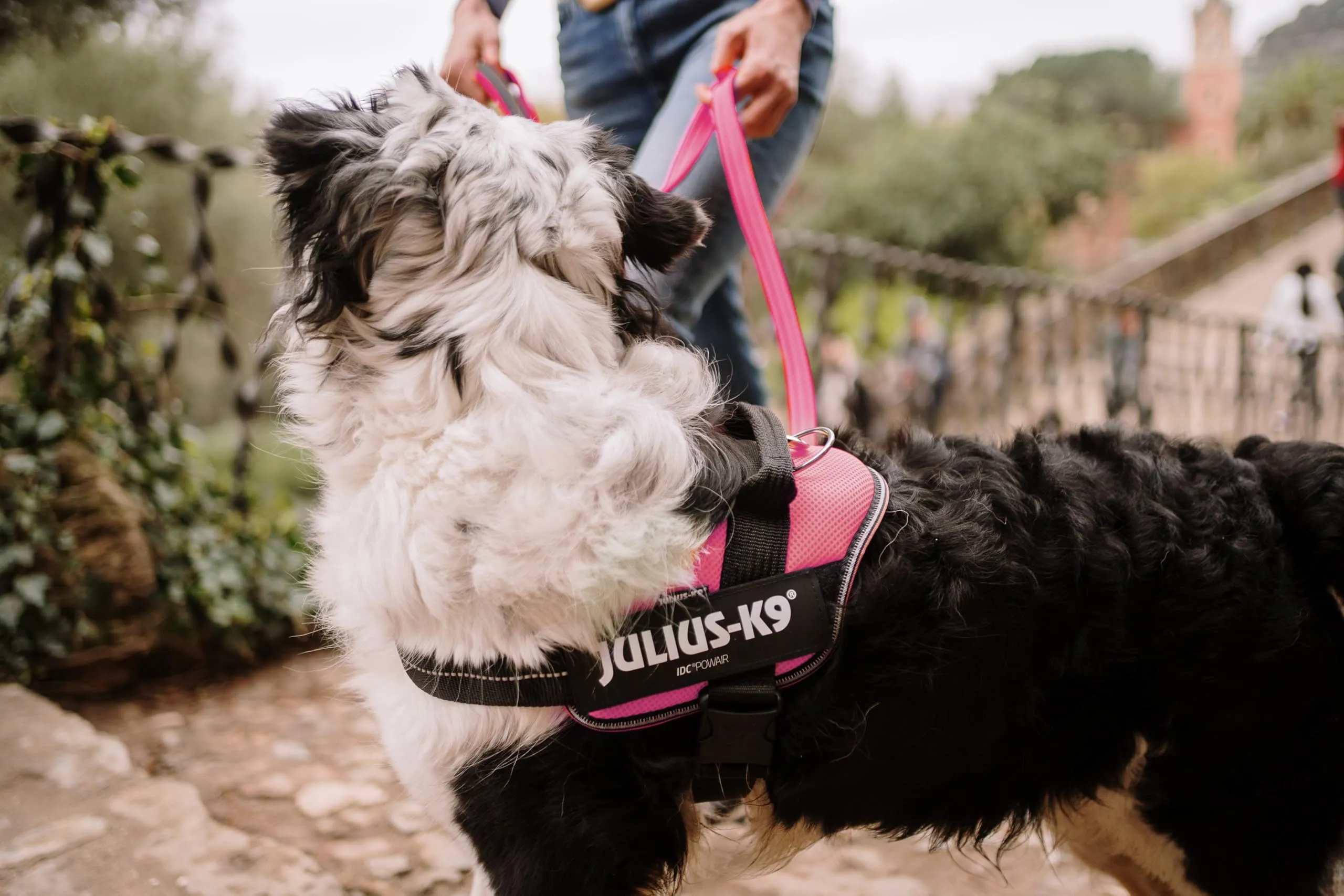 Julius-K9, Pettorina IDC Powair, Taglia: M / 0, Rosa - immagine 6