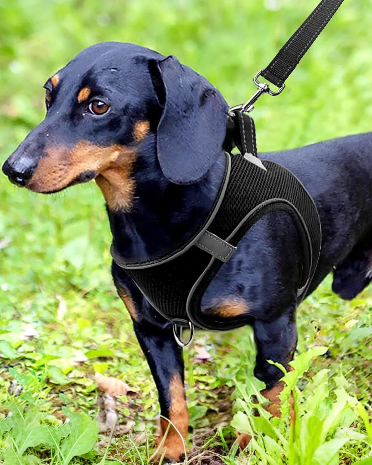 Joytale Pettorina Cane Piccola, Maglia Morbida Traspirante, Nero M - immagine 2