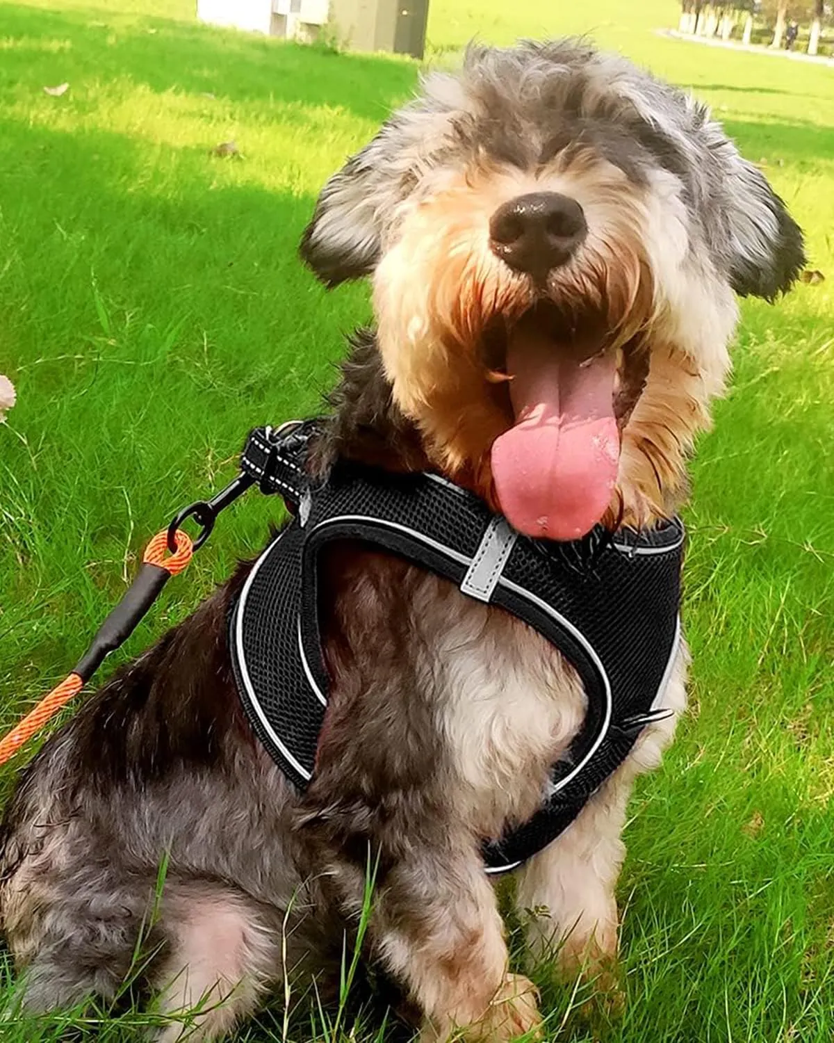 Joytale Pettorina Cane Piccola, Maglia Morbida Traspirante, Nero L - immagine 2