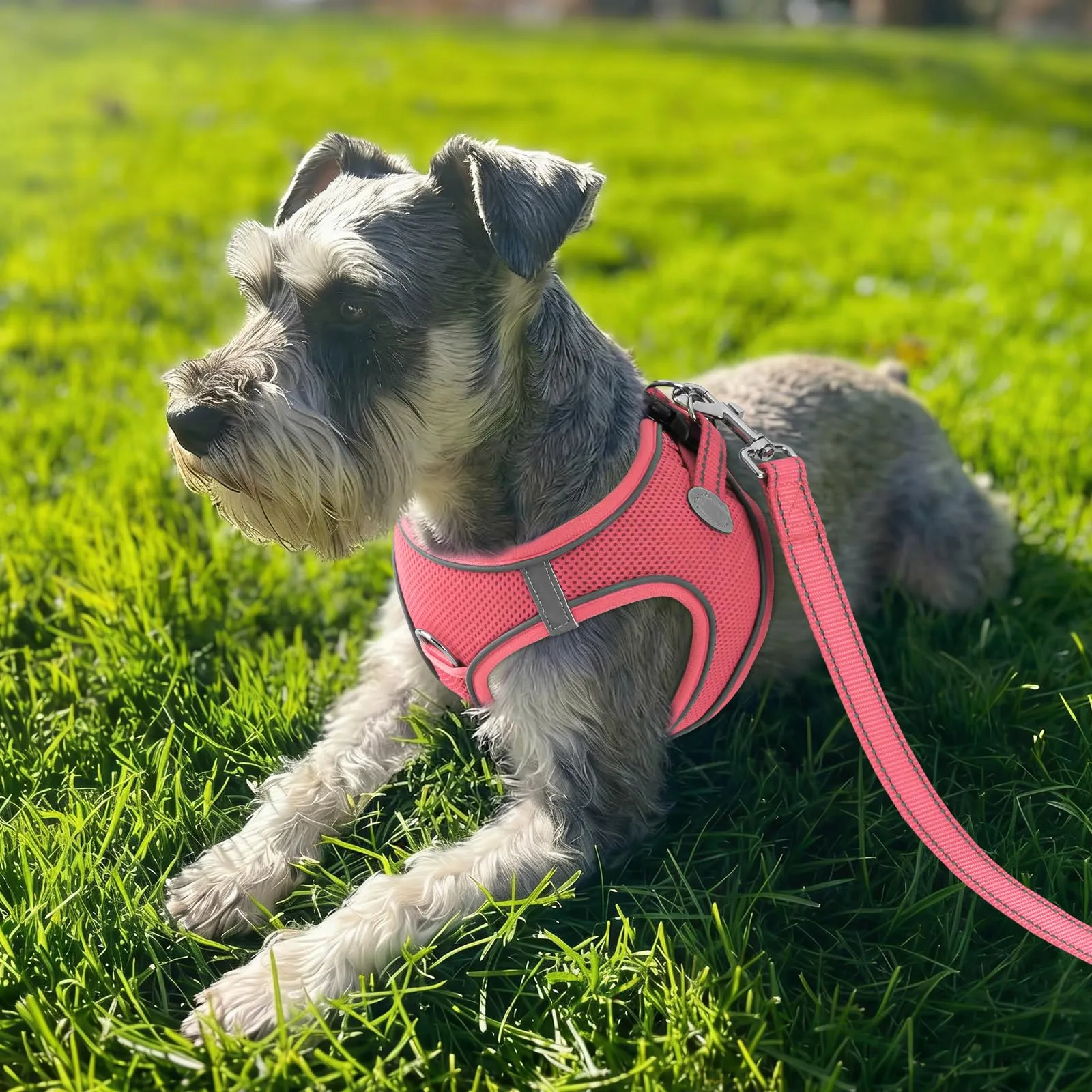 Joytale Pettorina Cane Piccola, Maglia Morbida Traspirante, Rosa M - immagine 2