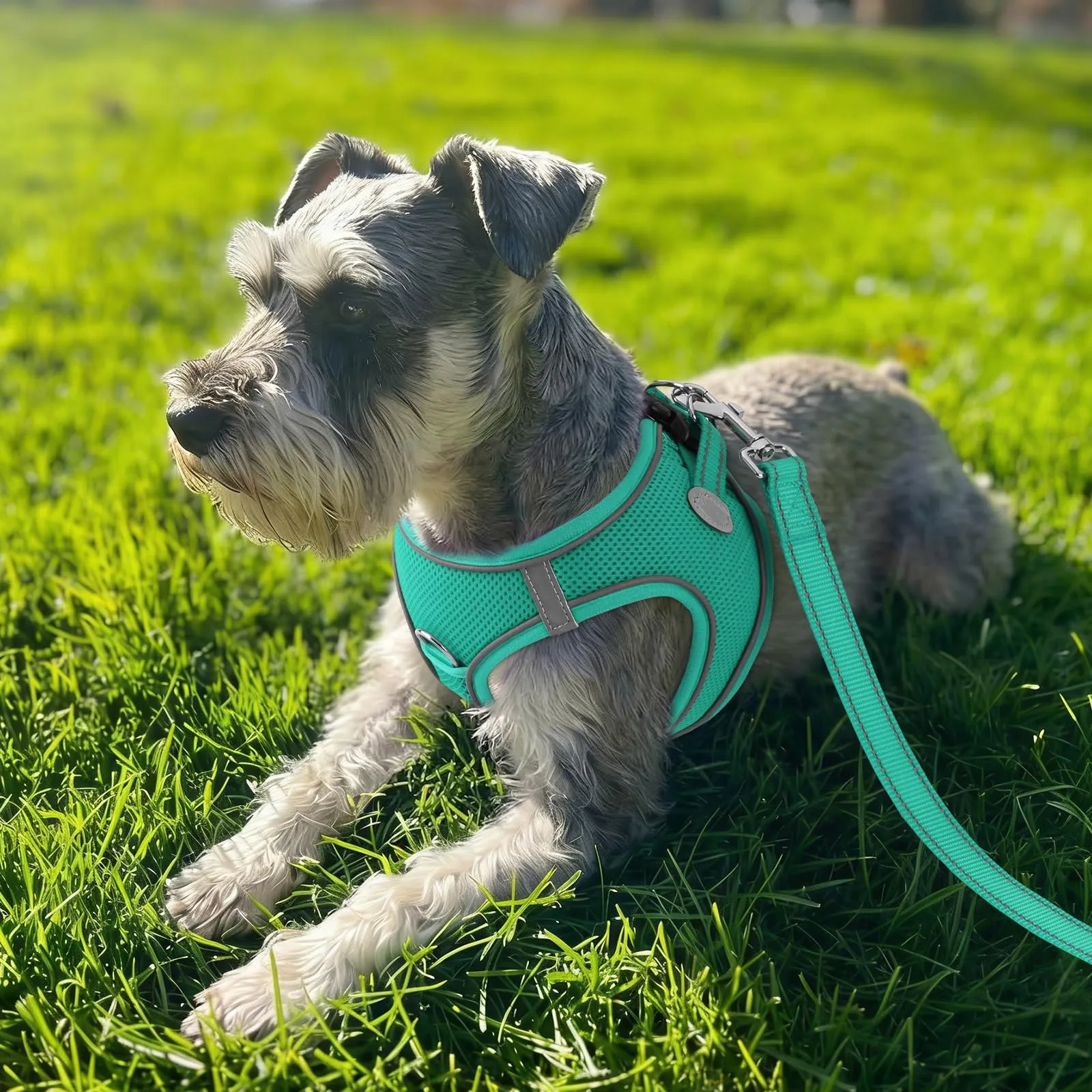 Joytale Pettorina Cane Piccola, Maglia Morbida Traspirante, Verde Acqua S - immagine 2