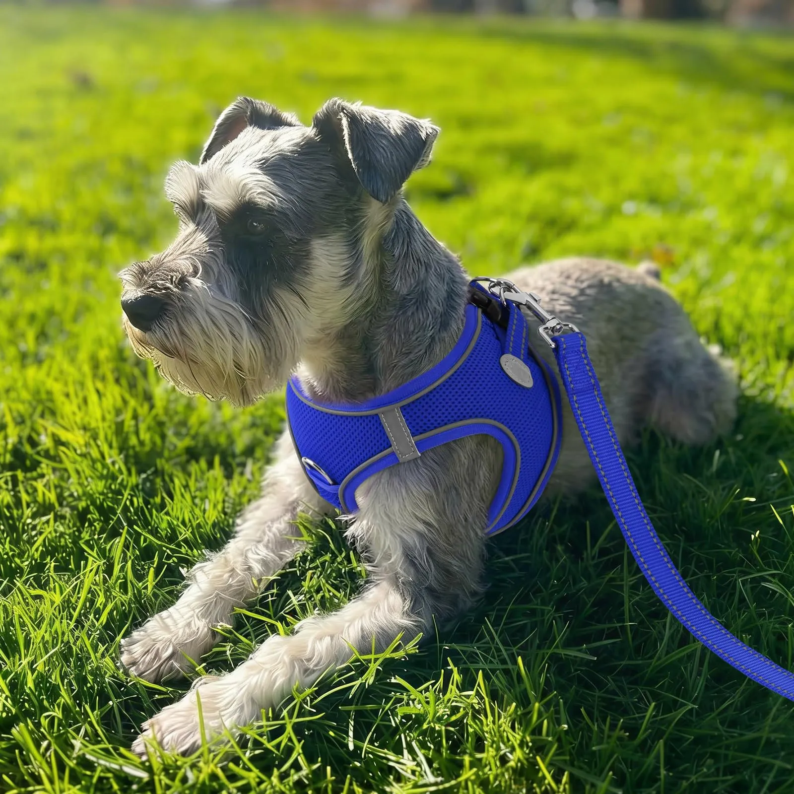 Joytale Pettorina Cane Piccola, Maglia Morbida Traspirante, Blu Navy XXS - immagine 2