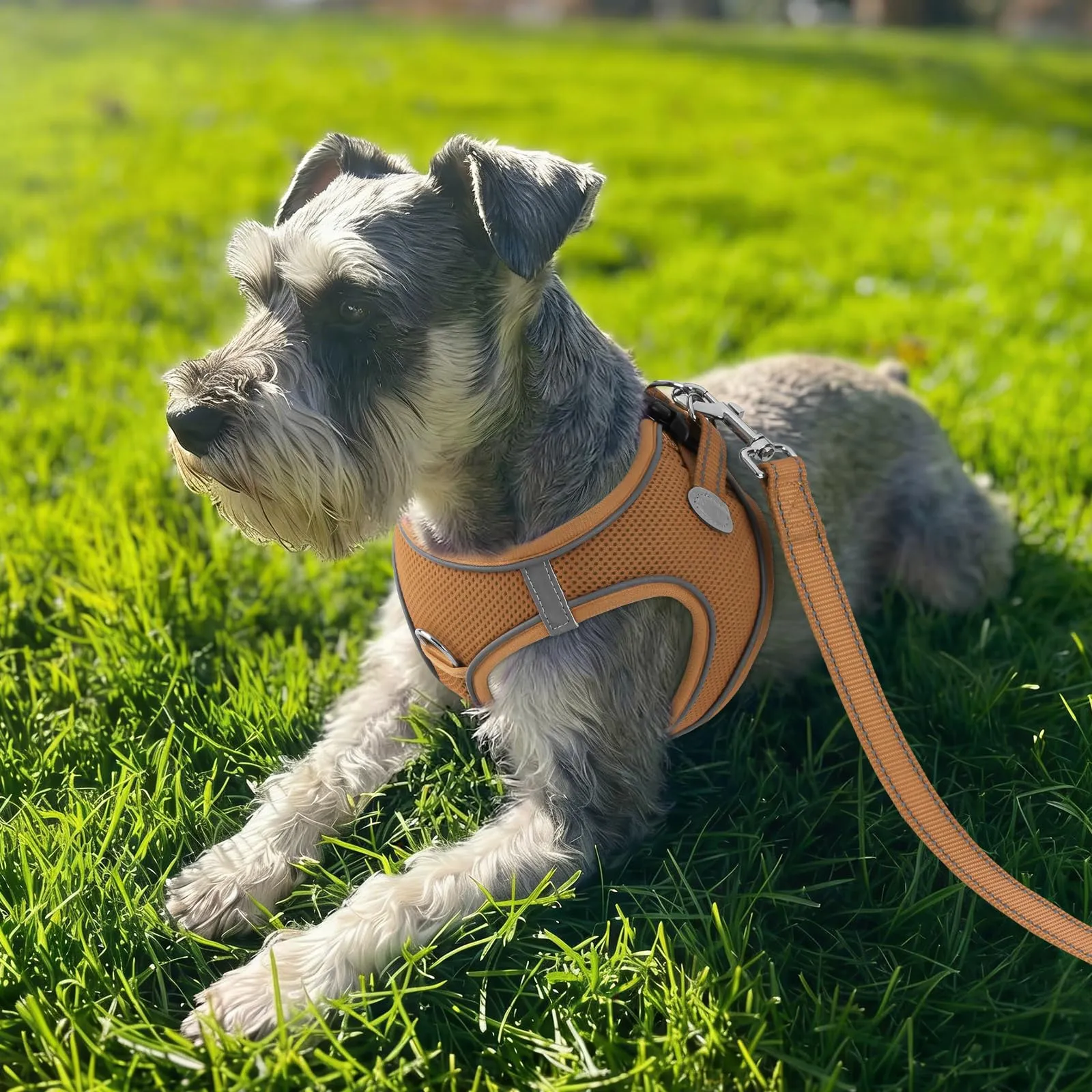 Joytale Pettorina Cane Piccola, Maglia Morbida Traspirante, Marrone XS - immagine 2