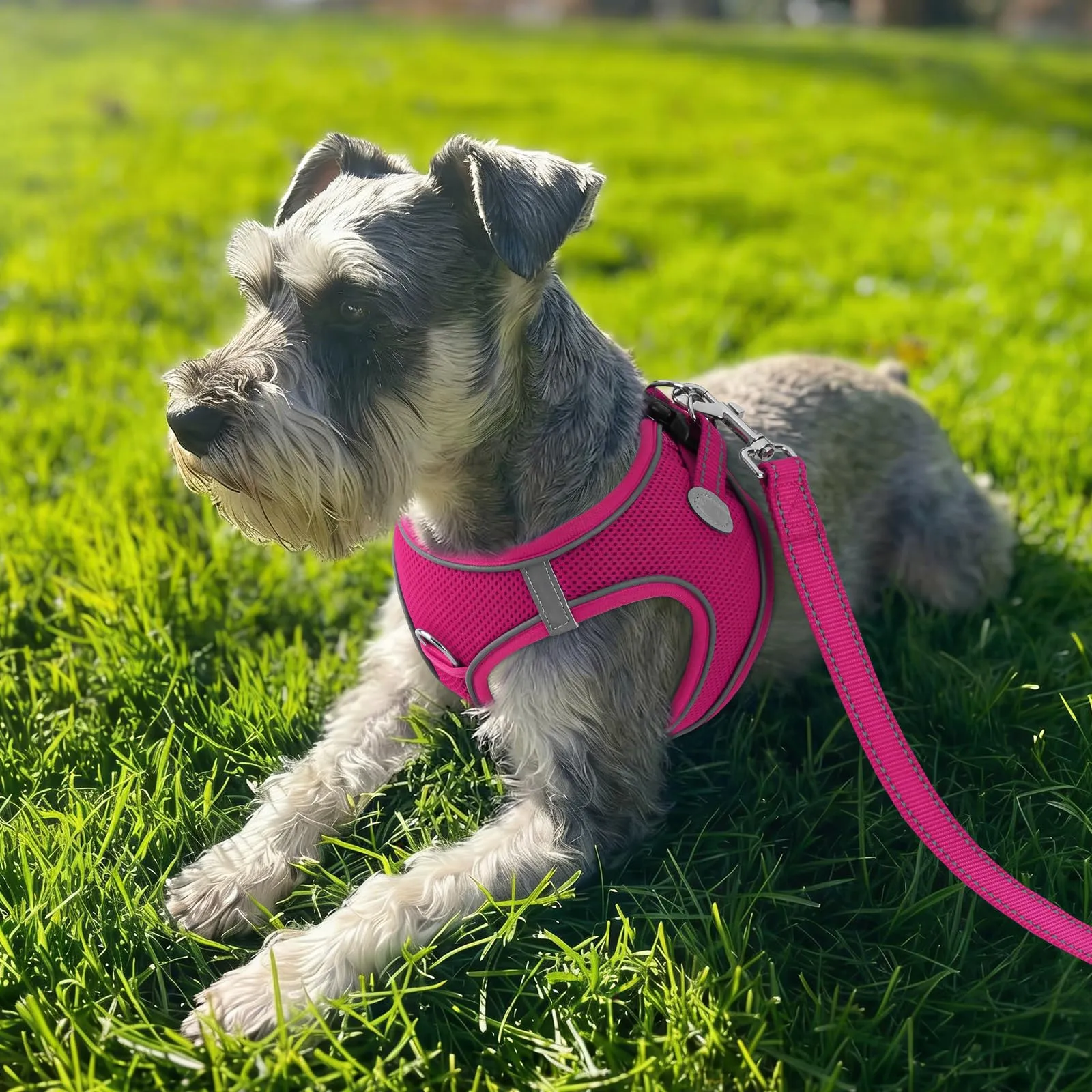 Joytale Pettorina Cane Piccola, Maglia Morbida Traspirante, Rosa Caldo S - immagine 2