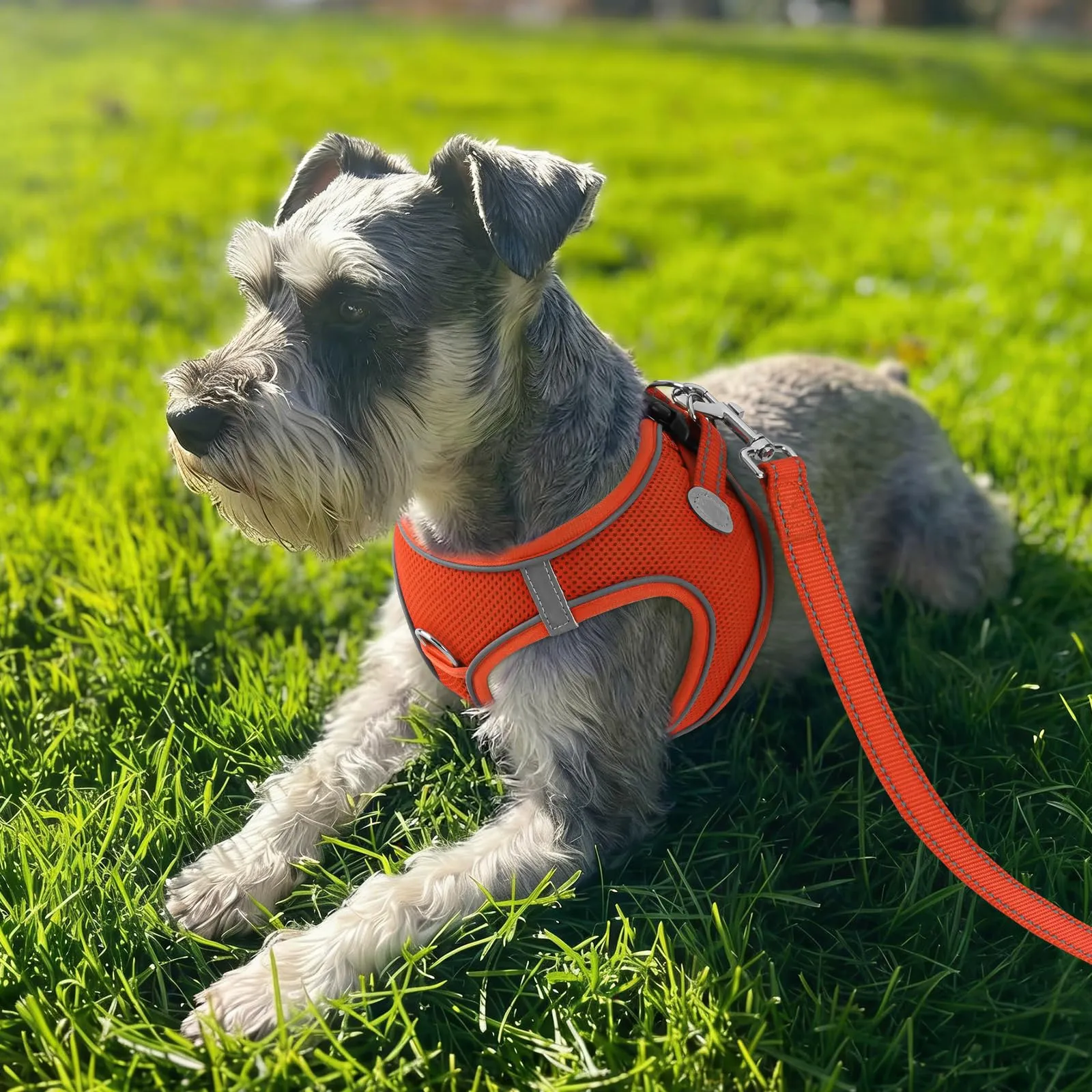 Joytale Pettorina Cane Piccola, Maglia Morbida Traspirante, Arancione S - immagine 2