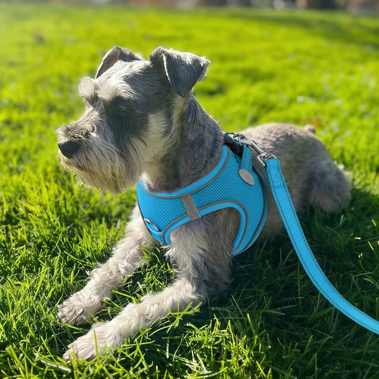 Joytale Pettorina Cane Piccola, Maglia Morbida Traspirante, Azzurro S - immagine 2