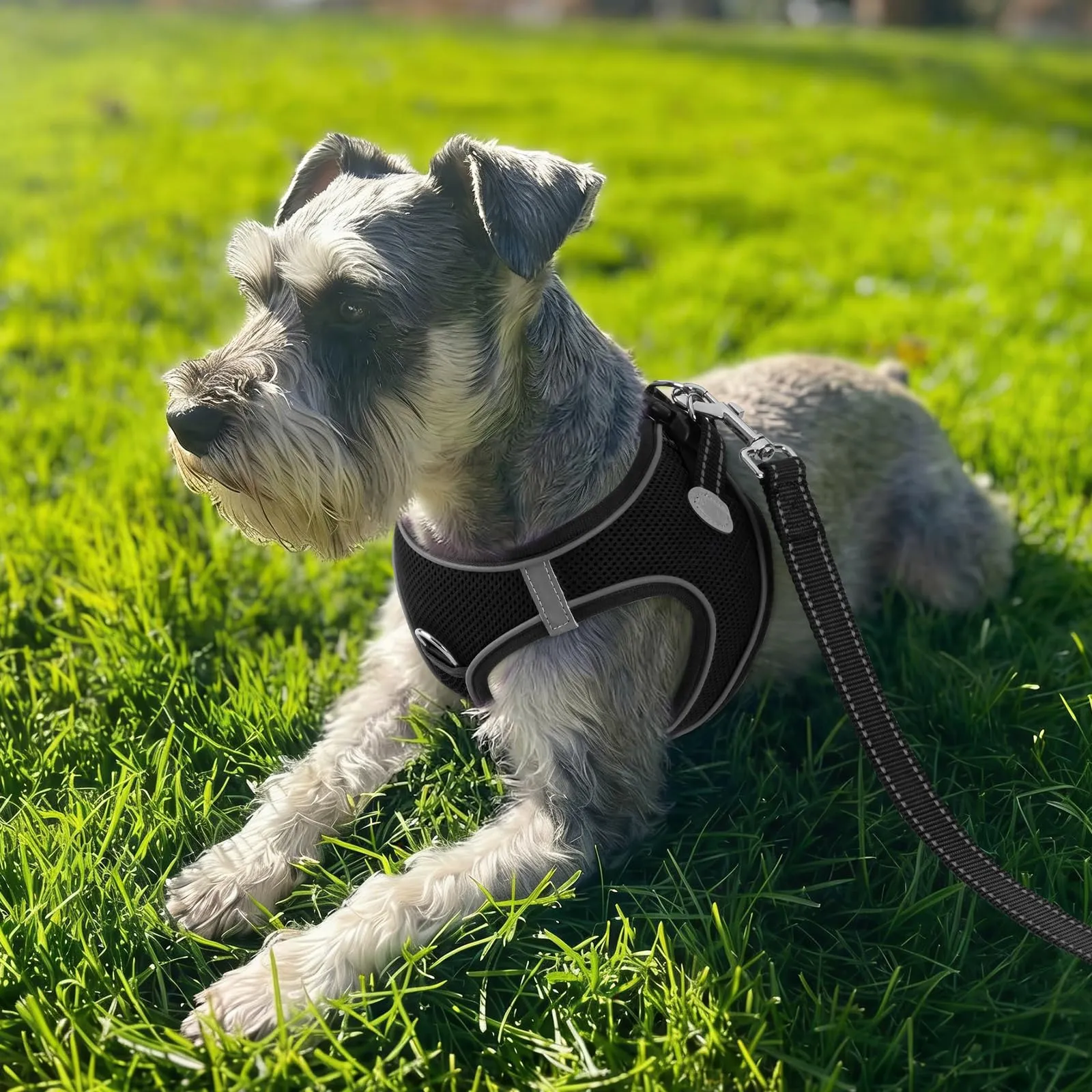 Joytale Pettorina Cane Piccola, Maglia Morbida Traspirante, Nero XS - immagine 2