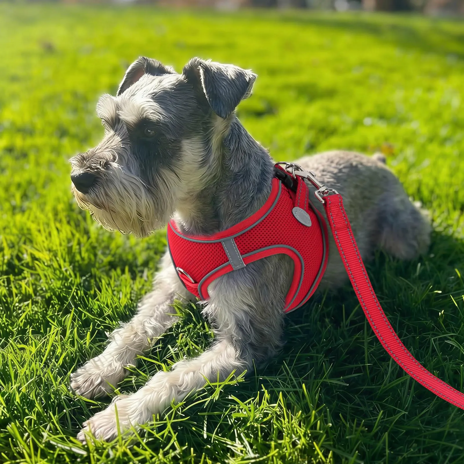 Joytale Pettorina Cane Piccola, Maglia Morbida Traspirante, Rosso S - immagine 2