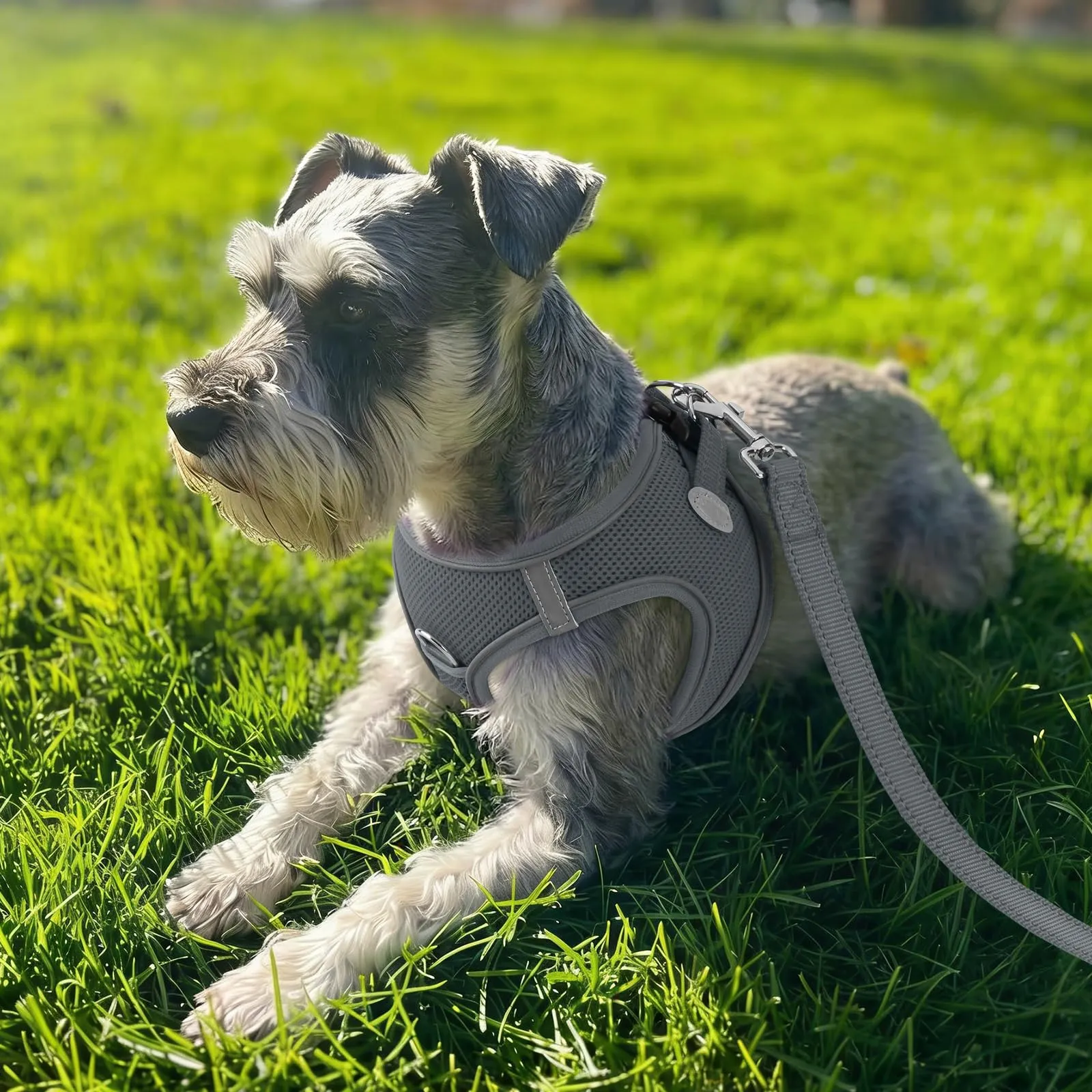 Joytale Pettorina Cane Piccola, Maglia Morbida Traspirante, Grigio L - immagine 2