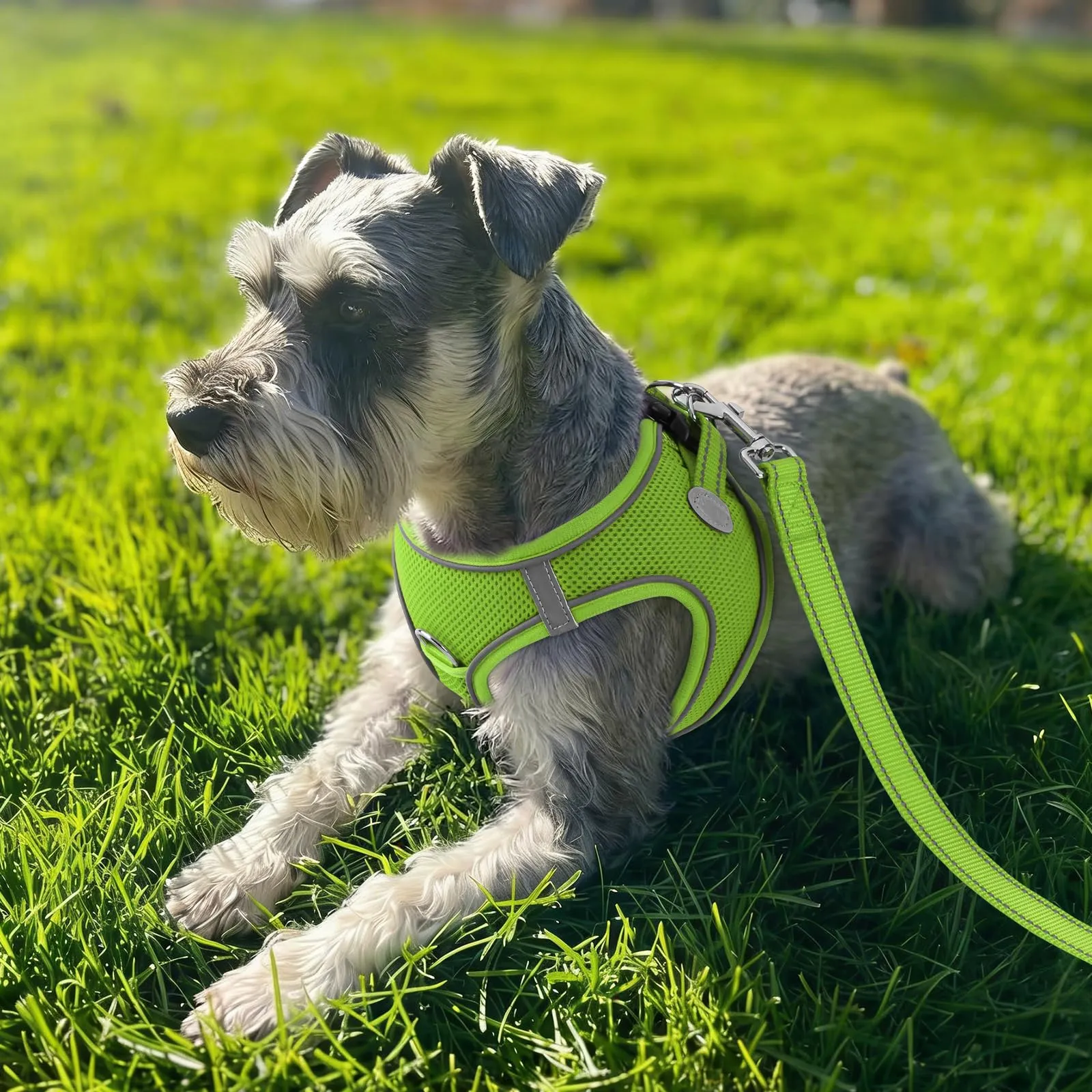 Joytale Pettorina Cane Piccola, Maglia Morbida Traspirante, Verde M - immagine 2