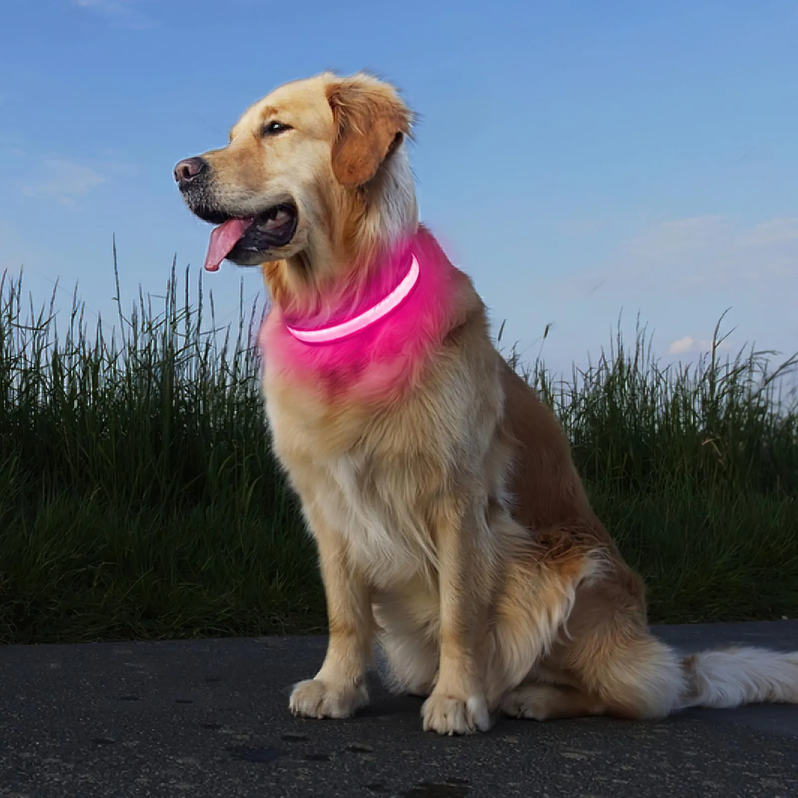 PcEoTllar Collare Luminoso per Cani, Impermeabile, Rosa-M - immagine 7