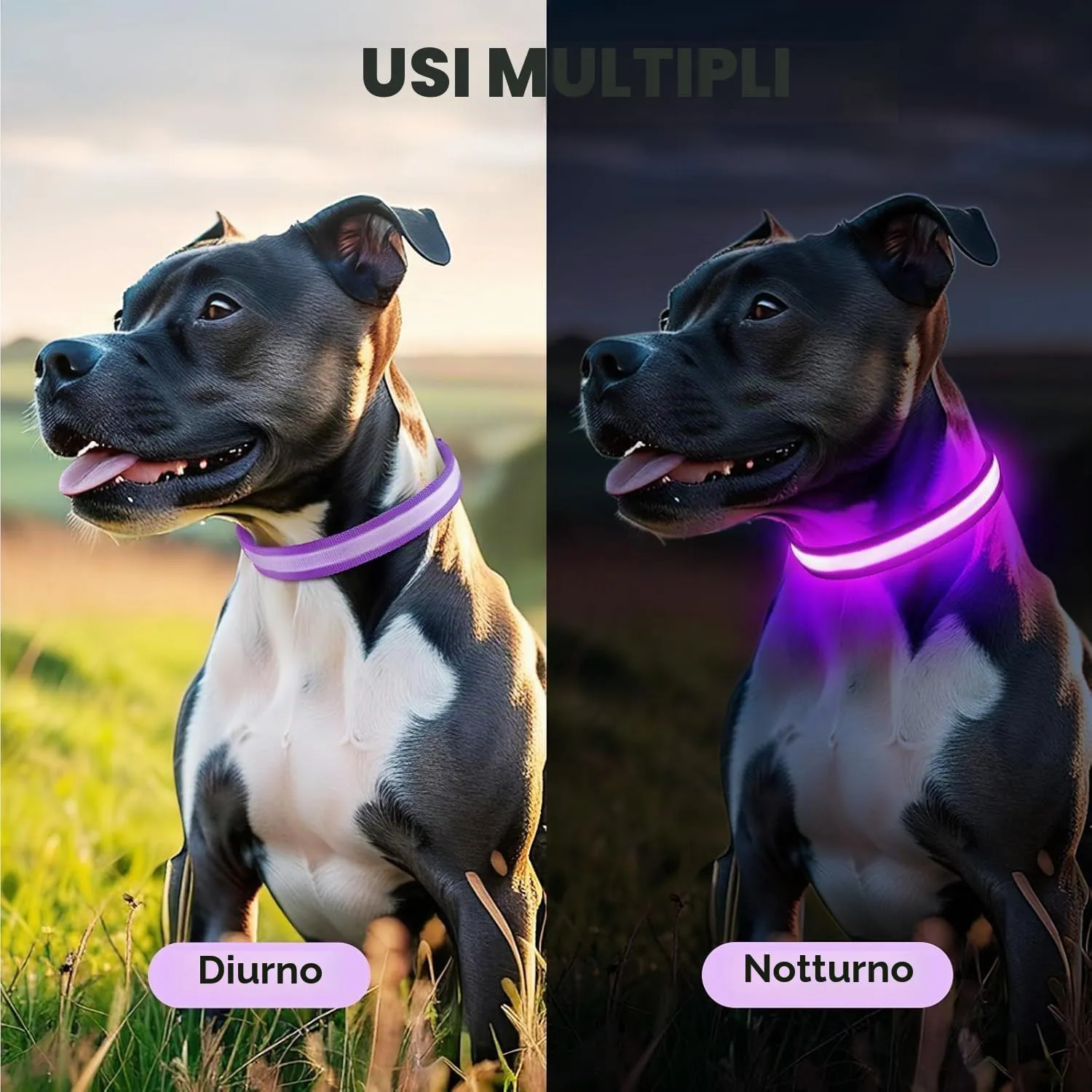 PcEoTllar Collare Luminoso per Cani, Impermeabile, Viola-L - immagine 6