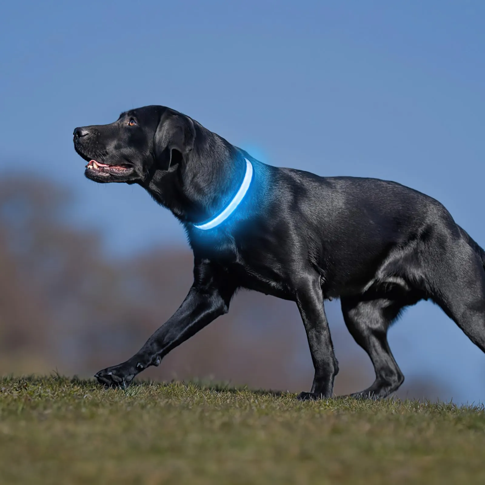 PcEoTllar Collare Luminoso per Cani, Impermeabile, Blu-L - immagine 7