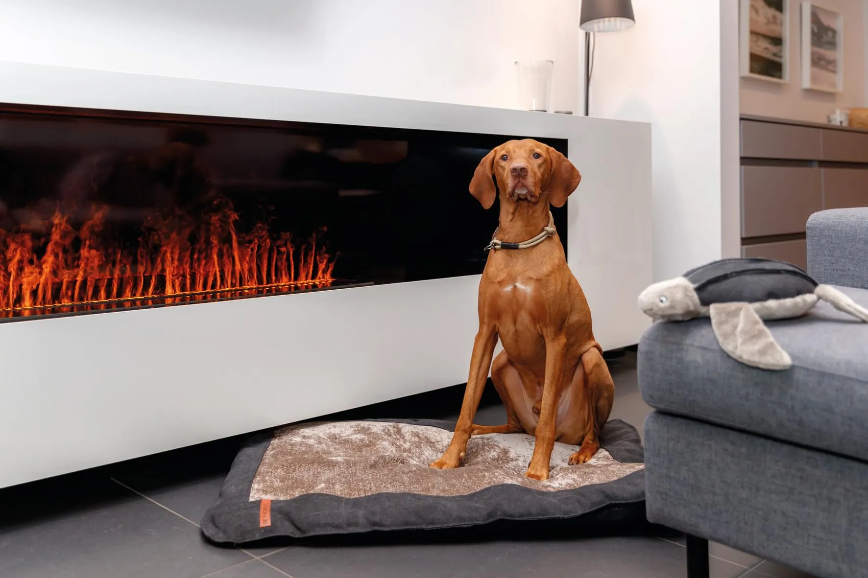 TRIXIE Collare per cani BE Nordic XS-S nero, comodo collare per cani molto piccoli e piccoli con limitatore di trazione, robusto ed elegante, 17304 - immagine 4