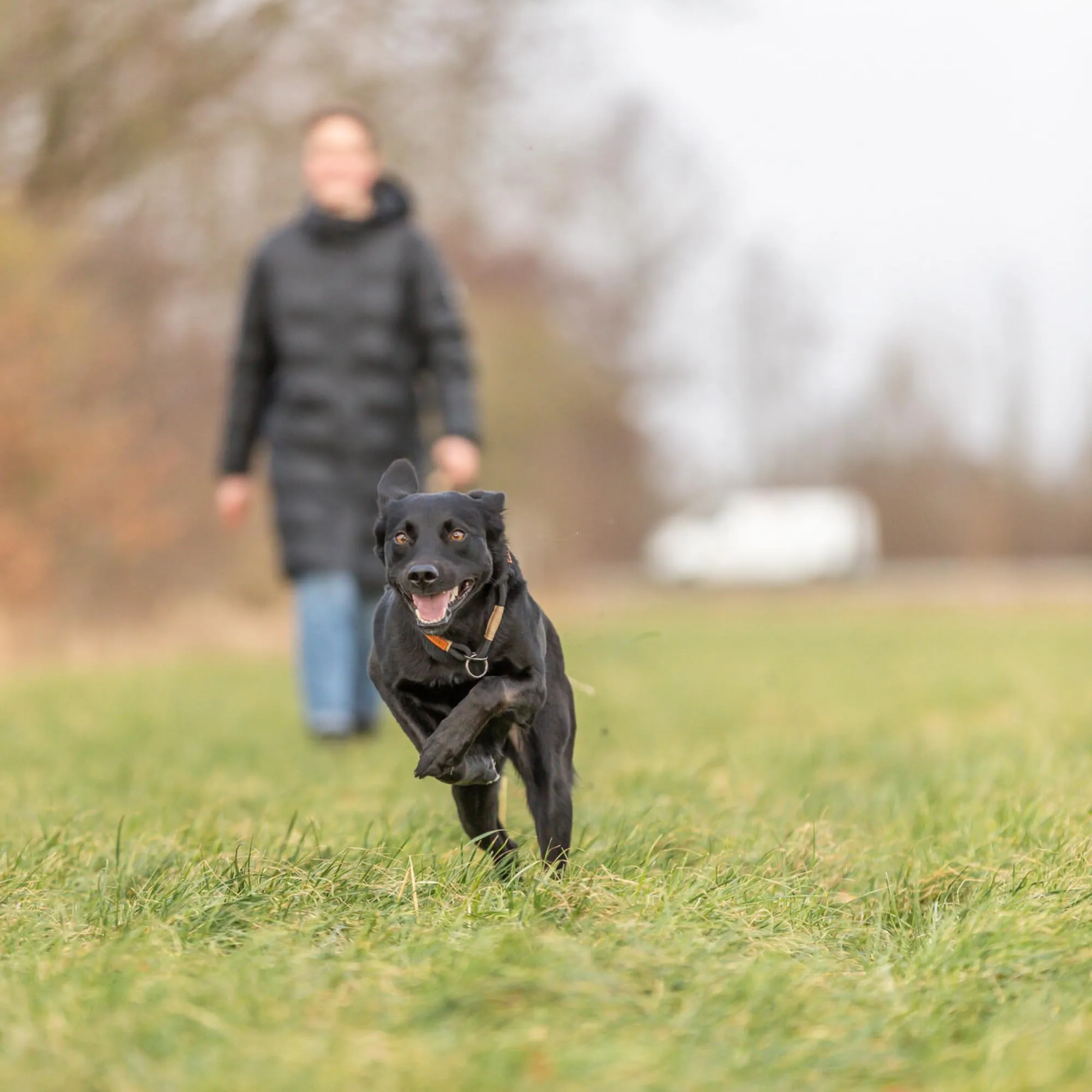 TRIXIE Collare per cani BE Nordic M nero/sabbia – comodo collare per cani di taglia media con limitatore di trazione – robusto ed elegante – 17275 - immagine 3