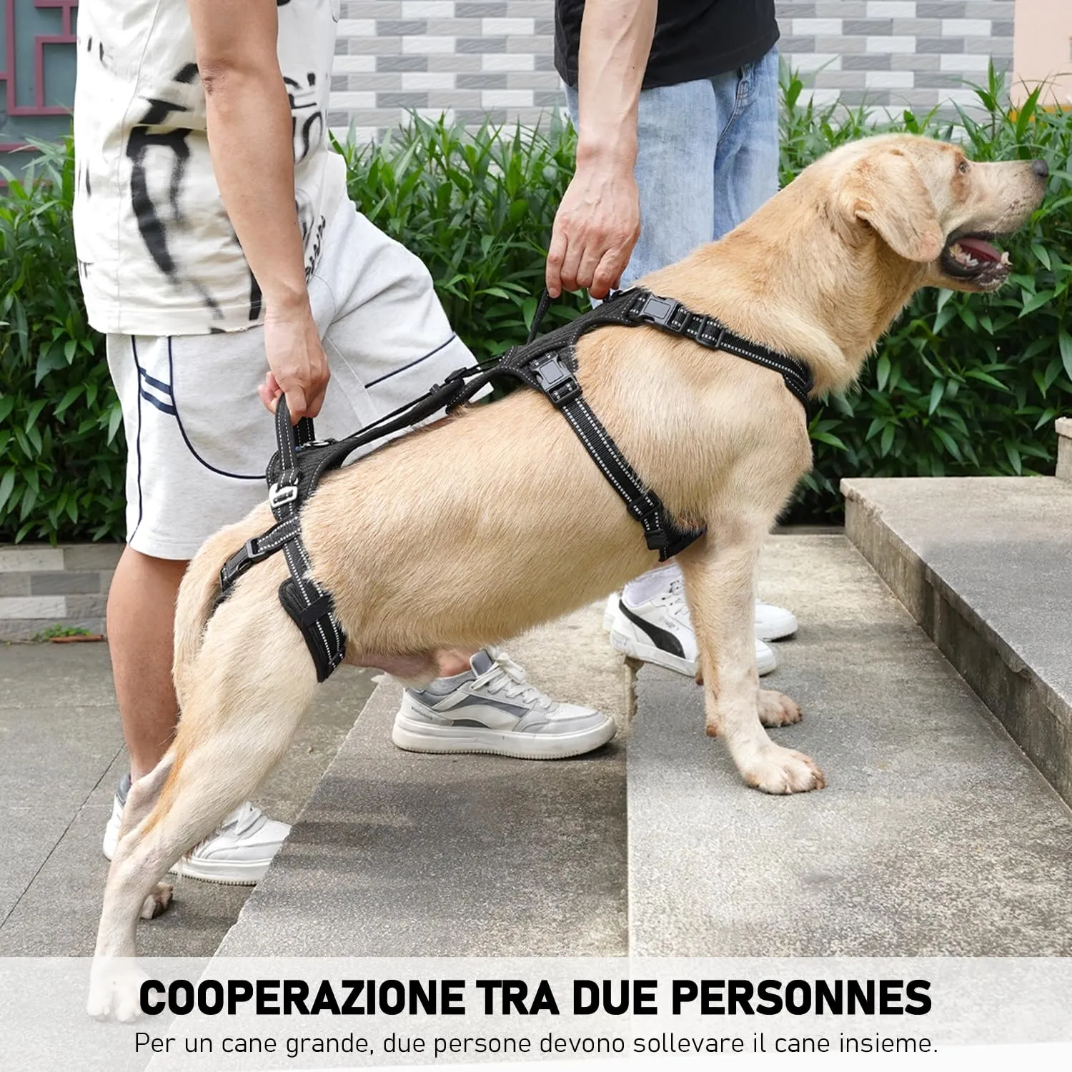 COODEO Imbracatura per Cani, Supporto e Fodera per Passeggio, Gilet di Riabilitazione per Zampe Posteriori, Trasportino per Cani Anziani con Infortuni e Artrite, Aiuto per Salire le Scale. (Nero, XL) - immagine 3