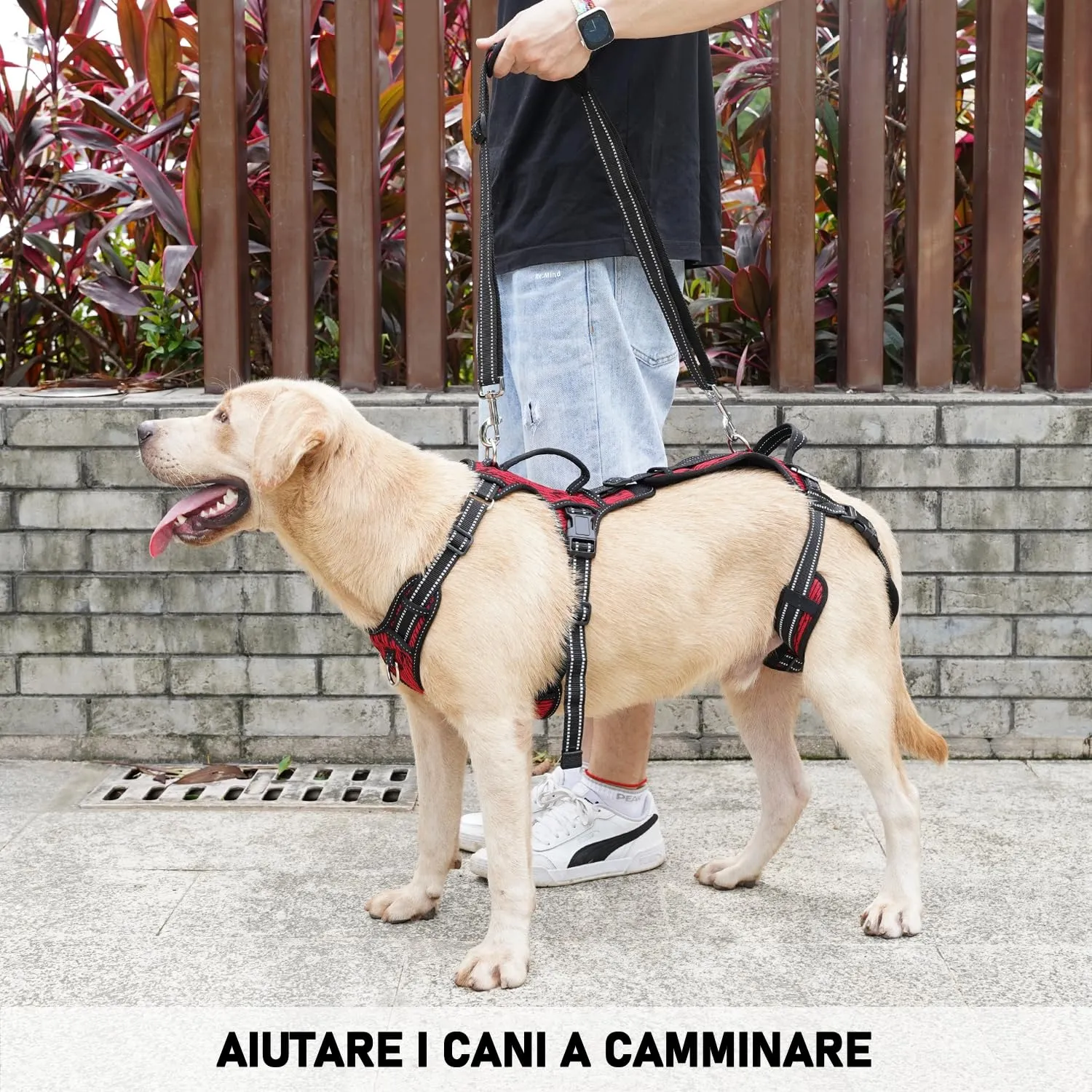 COODEO Imbracatura Cani, Supporto Passeggio, Gilet Riabilitazione Zampe Posteriori, Aiuto Cani Anziani, Infortuni e Artrite, Supporto per Scale. (Rosso, M) - immagine 4