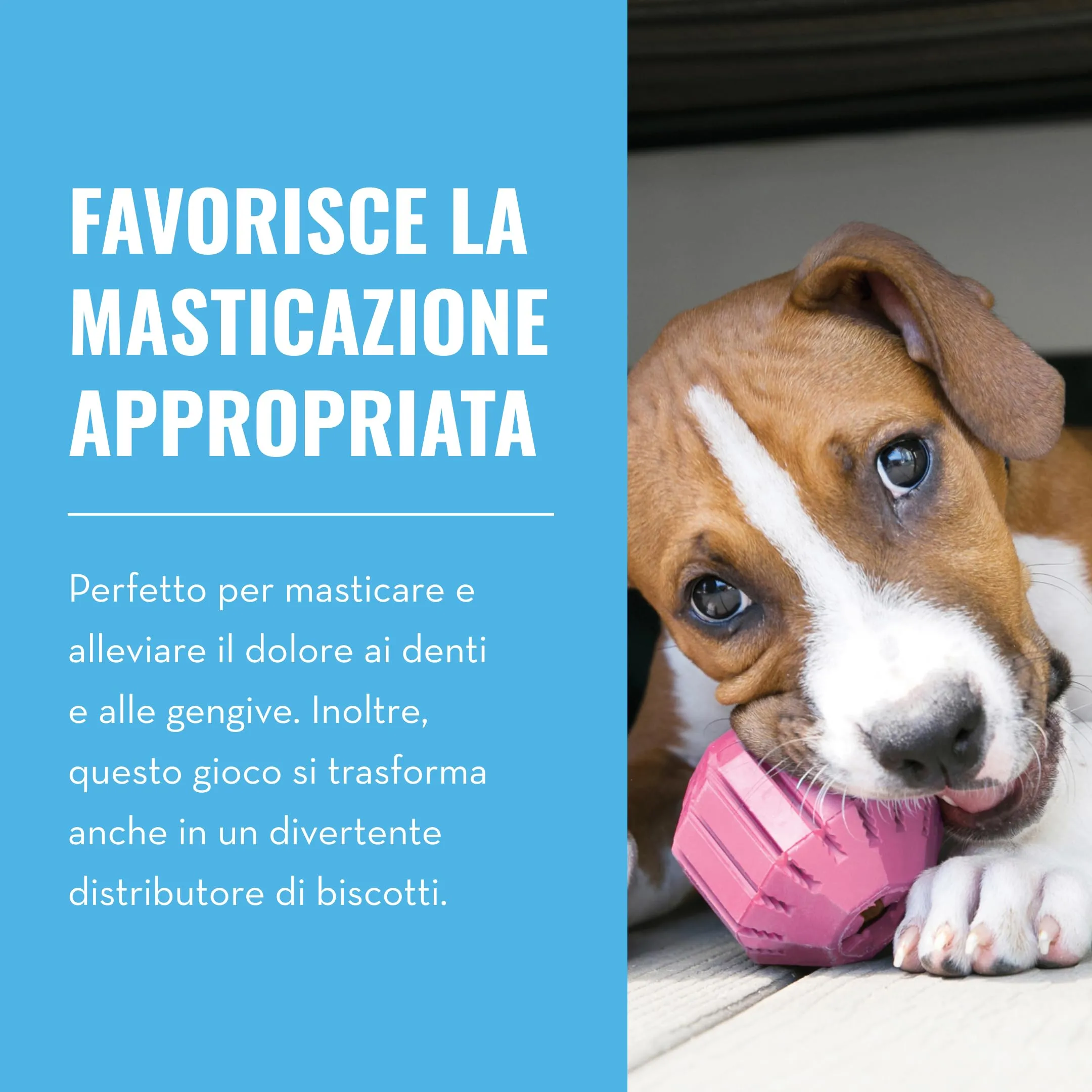 KONG Puppy Activity Ball da Masticare per Cuccioli, Taglia Piccola - immagine 3