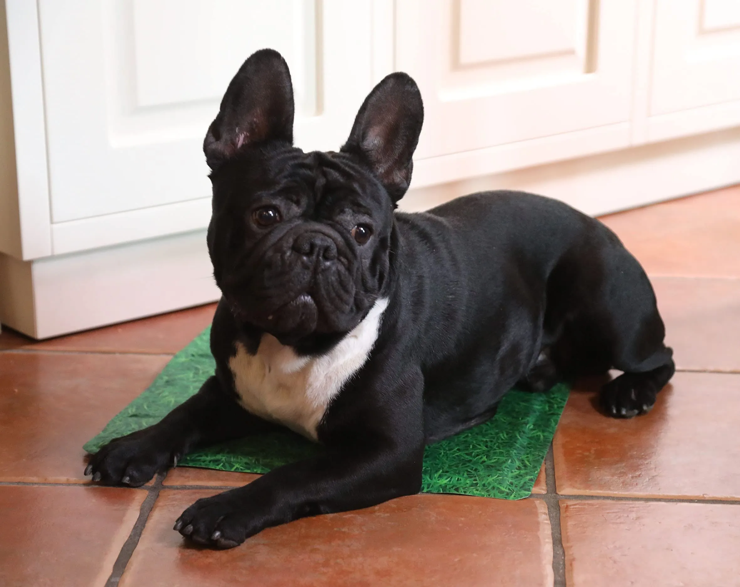 Croci Tappetino Refrigerante per Cani Fresh Antimosquitos Grass 65 x 50 cm. Rinfresca L'Animale Senza Ausili Supplementari Come Corrente Elettrica O Acqua - 1800 g - immagine 3