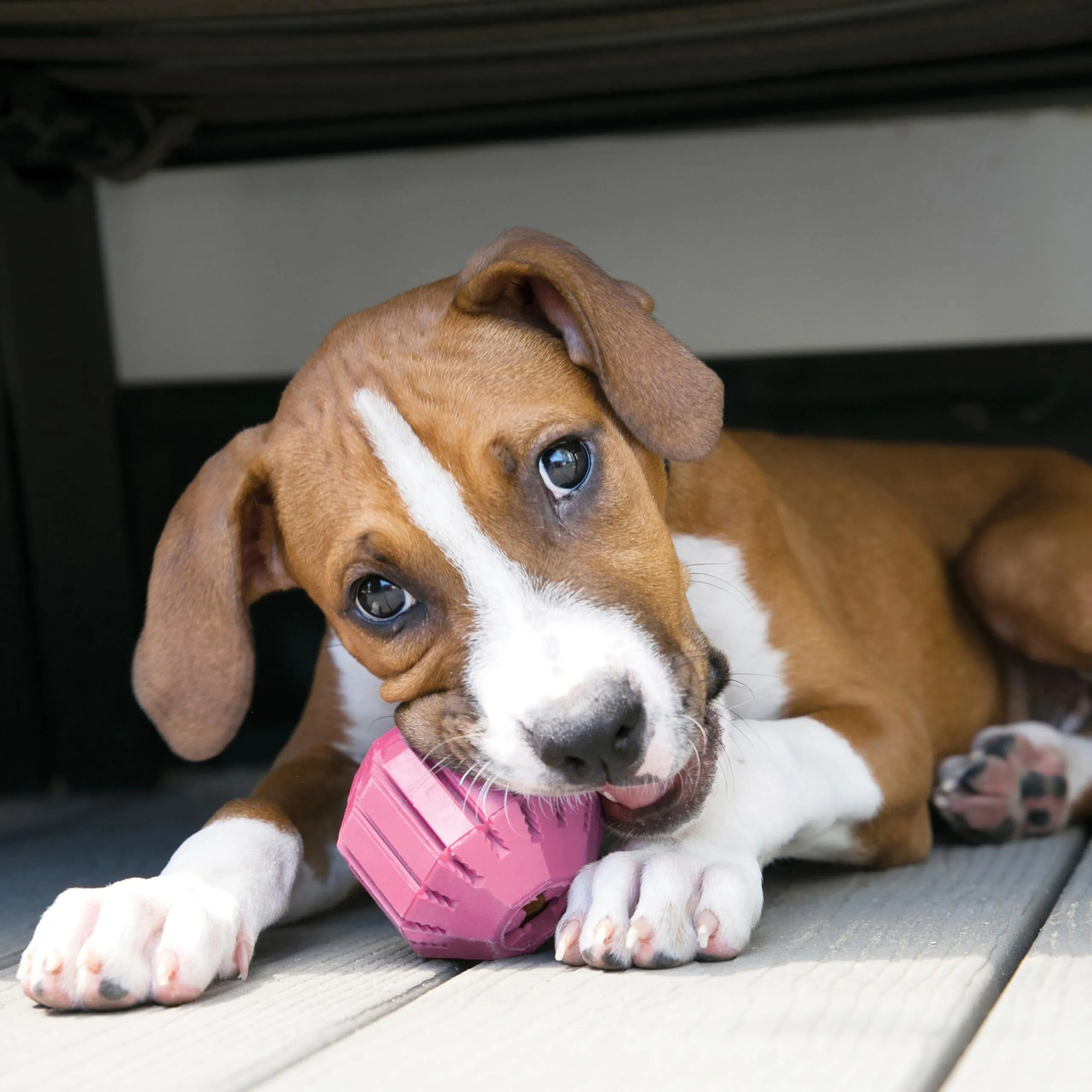 KONG Puppy Activity Ball da Masticare per Cuccioli, Taglia Media - immagine 7