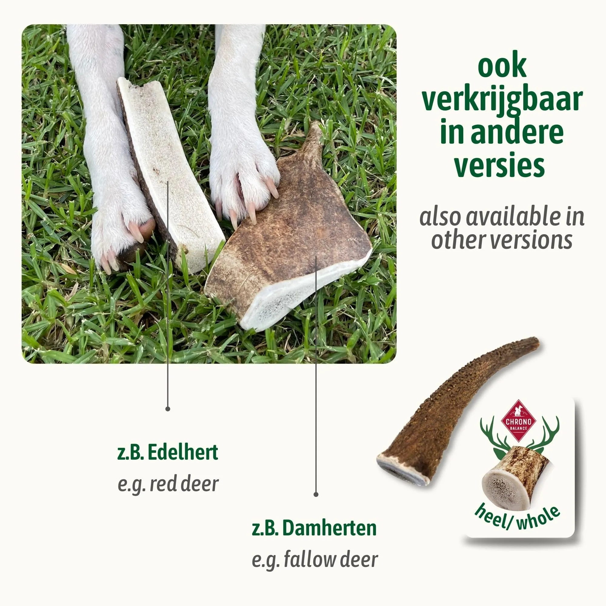 ChronoBalance-L Corno di Cervo per Cani, Confezione da 1, 100% Naturale, Pezzi Interi, Cura Dentale, Giocattolo per Cani, Ricco di Minerali e Nutrienti, Lunga Durata - immagine 7