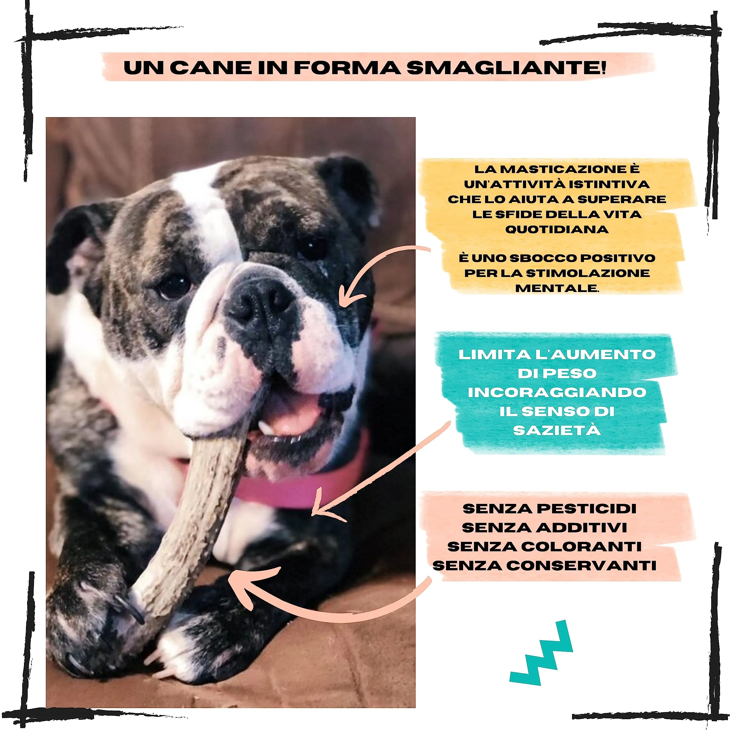Corno di Cervo per Cani, Taglia XL 30 a 45 Kg - immagine 3