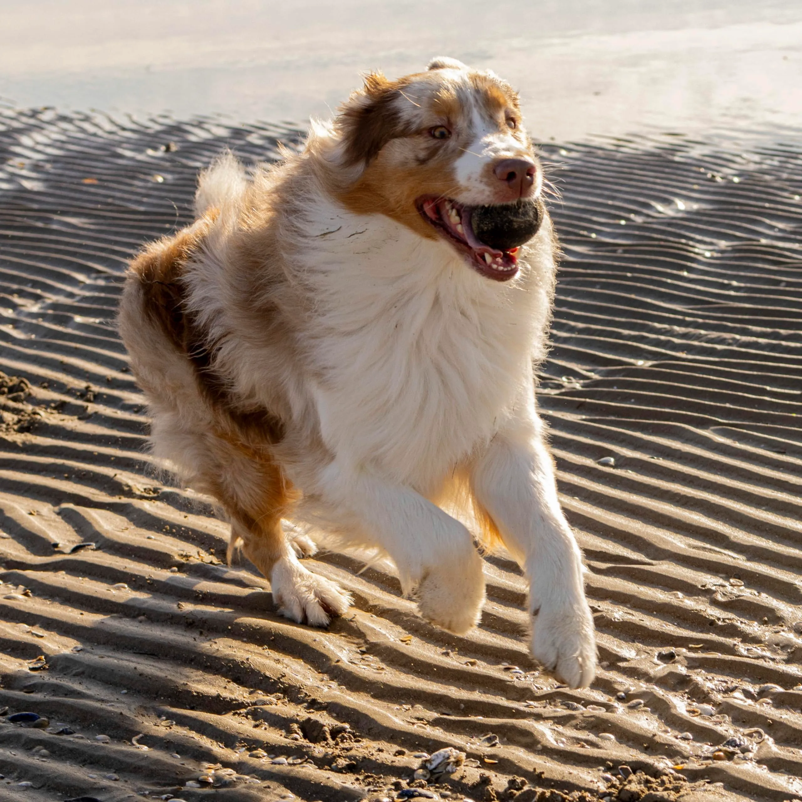 Ferplast Chewa Boing Palla per Cane Grande - Pallina in Materiale Durevole, Atossico, Resistente ai Morsi per Igiene Dentale, Rimbalza e Galleggia - Nero - immagine 5