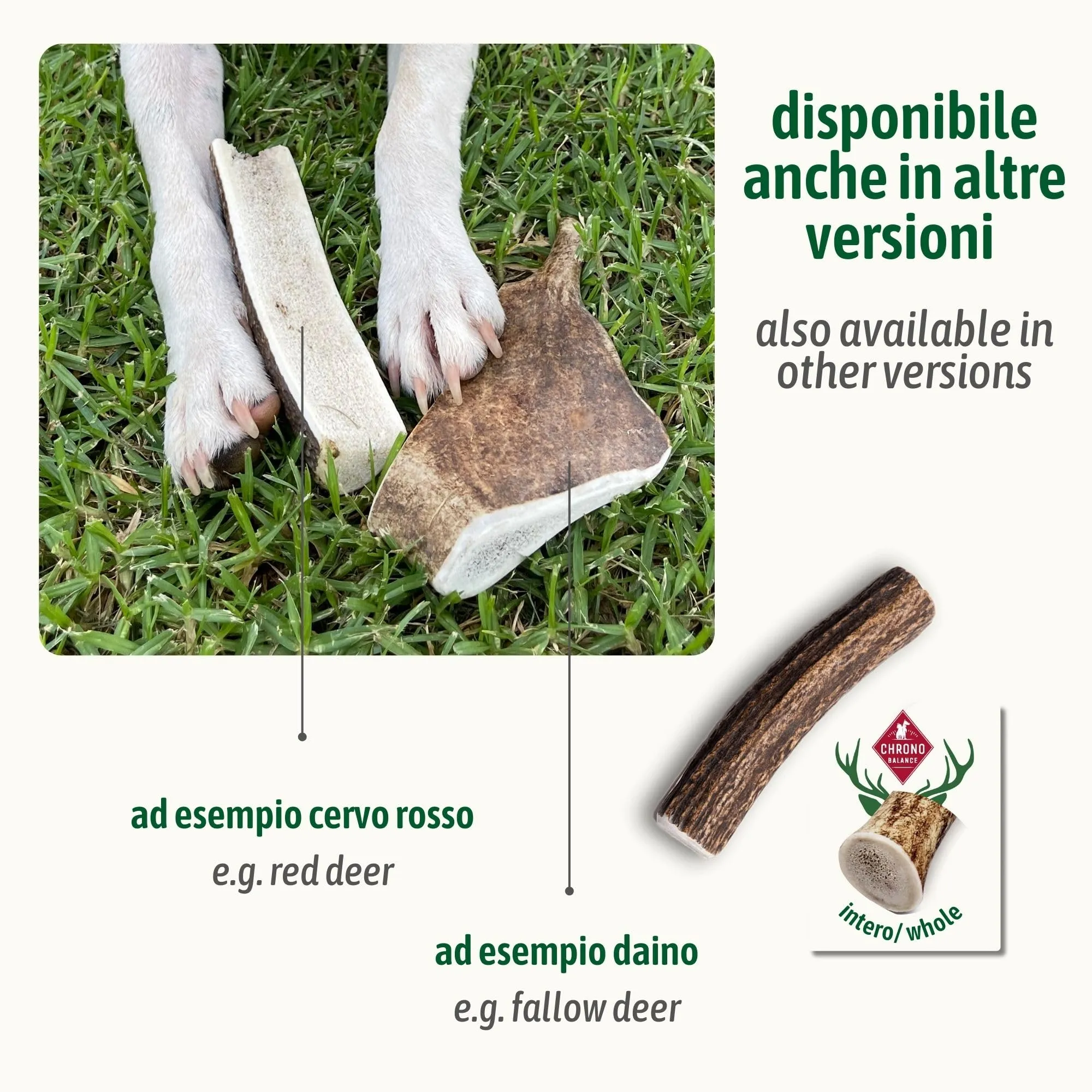 ChronoBalance-S Corno di Cervo per Cani, Confezione da 2, 100% Naturale, Pezzi Interi, Cura Dentale, Giocattolo per Cani, Ricco di Minerali e Nutrienti, Lunga Durata - immagine 7