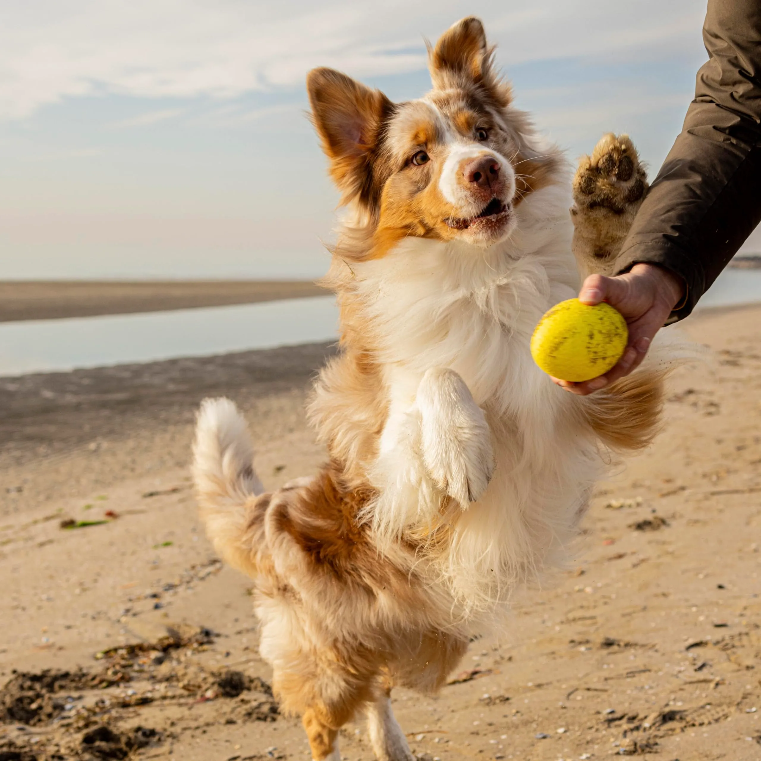 Ferplast CHEWA BOING RUGBY Giocattolo per Cani Super Rimbalzante e Galleggiante - Materiale innovativo resistente alla masticazione - Texture 3D per l'igiene dentale - Ultra Durevole - Design Italiano - immagine 5