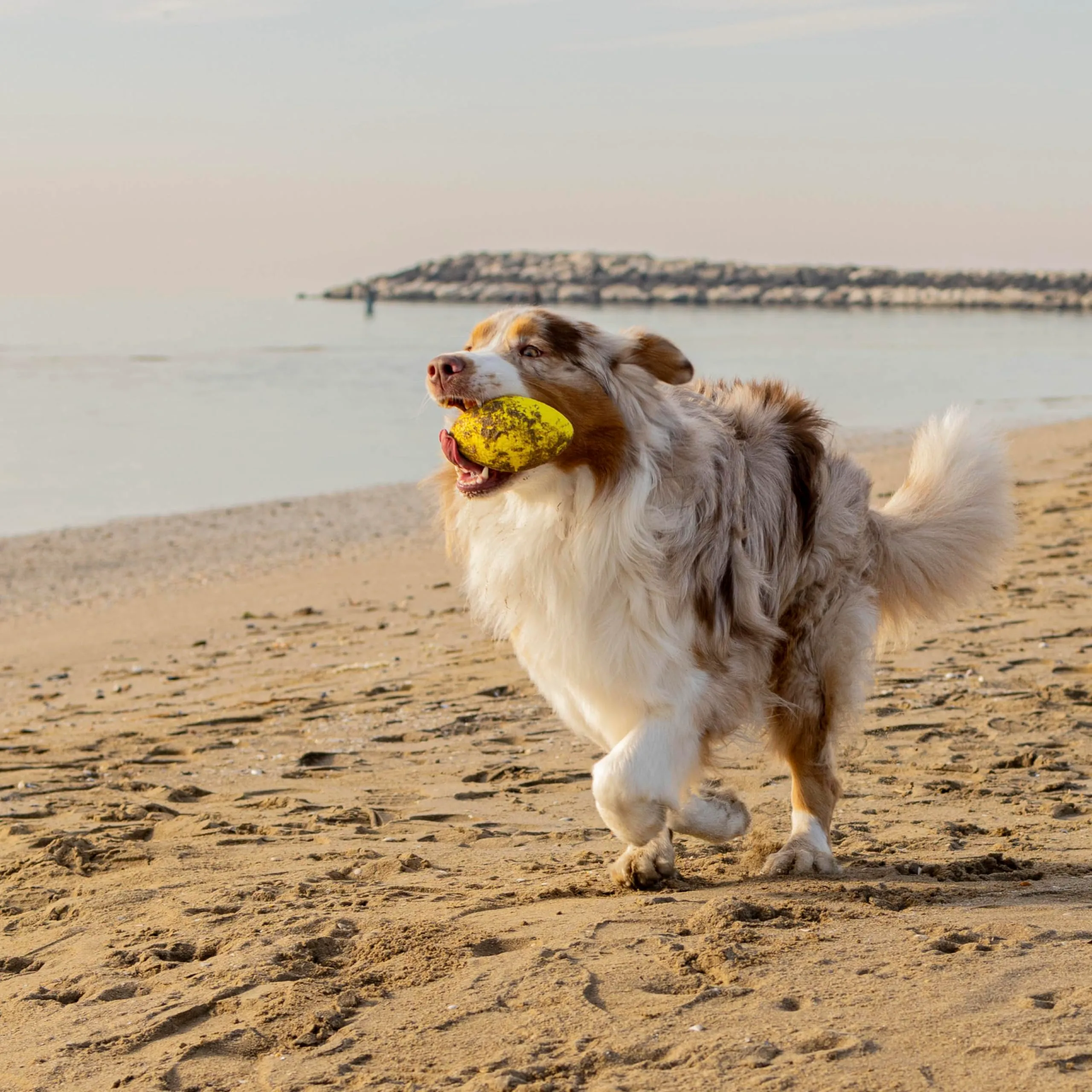 Ferplast CHEWA BOING RUGBY Giocattolo per Cani Super Rimbalzante e Galleggiante - Materiale innovativo resistente alla masticazione - Texture 3D per l'igiene dentale - Ultra Durevole - Design Italiano - immagine 6