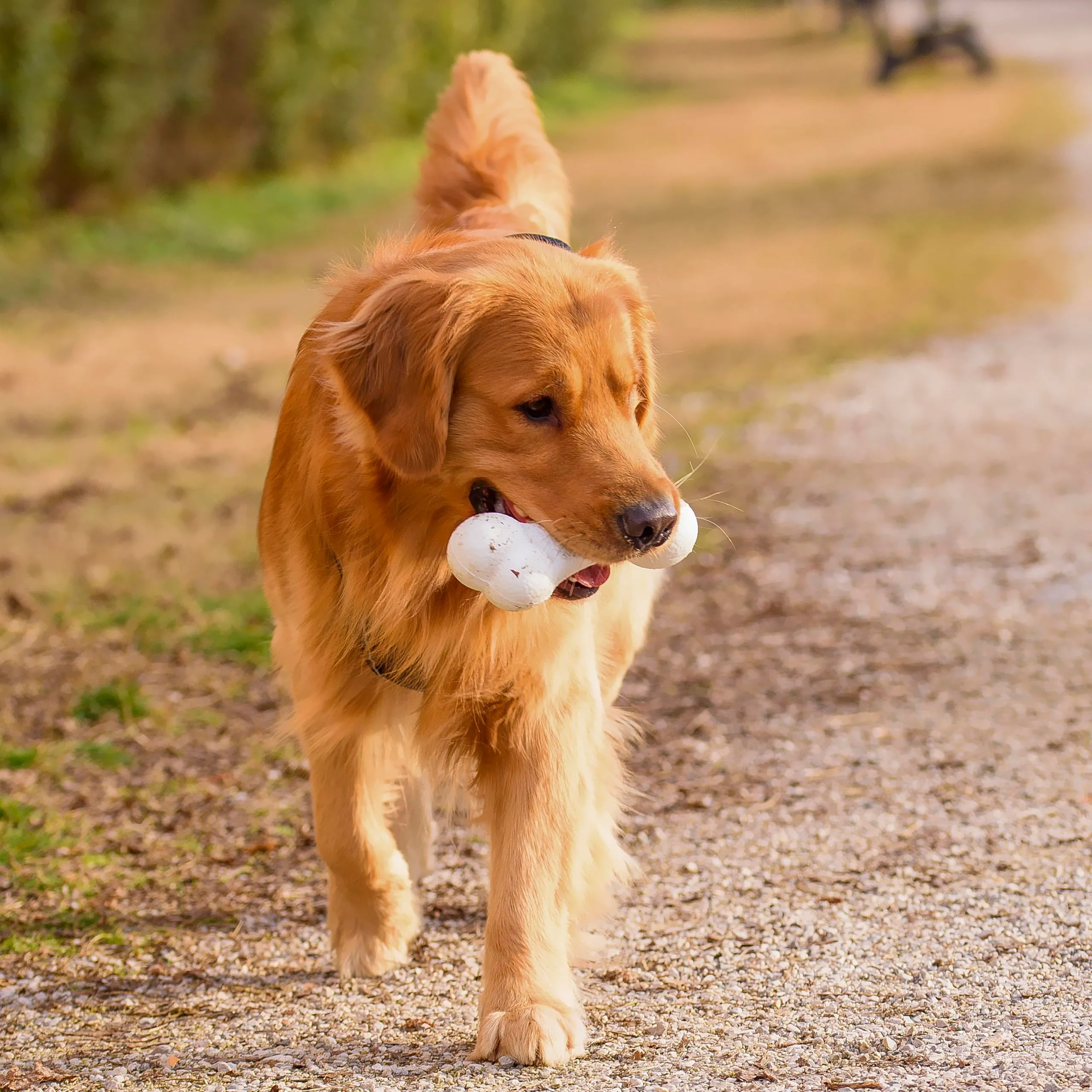 Ferplast Gioco Cane, Osso per Cani, in Materiale Durevole, Atossico, Resistente ai Morsi, per Igiene Dentale del Cane, Rimbalza e Galleggia, CHEWA BOING Osso, Giochi per Cane Grande, Bianco - immagine 2