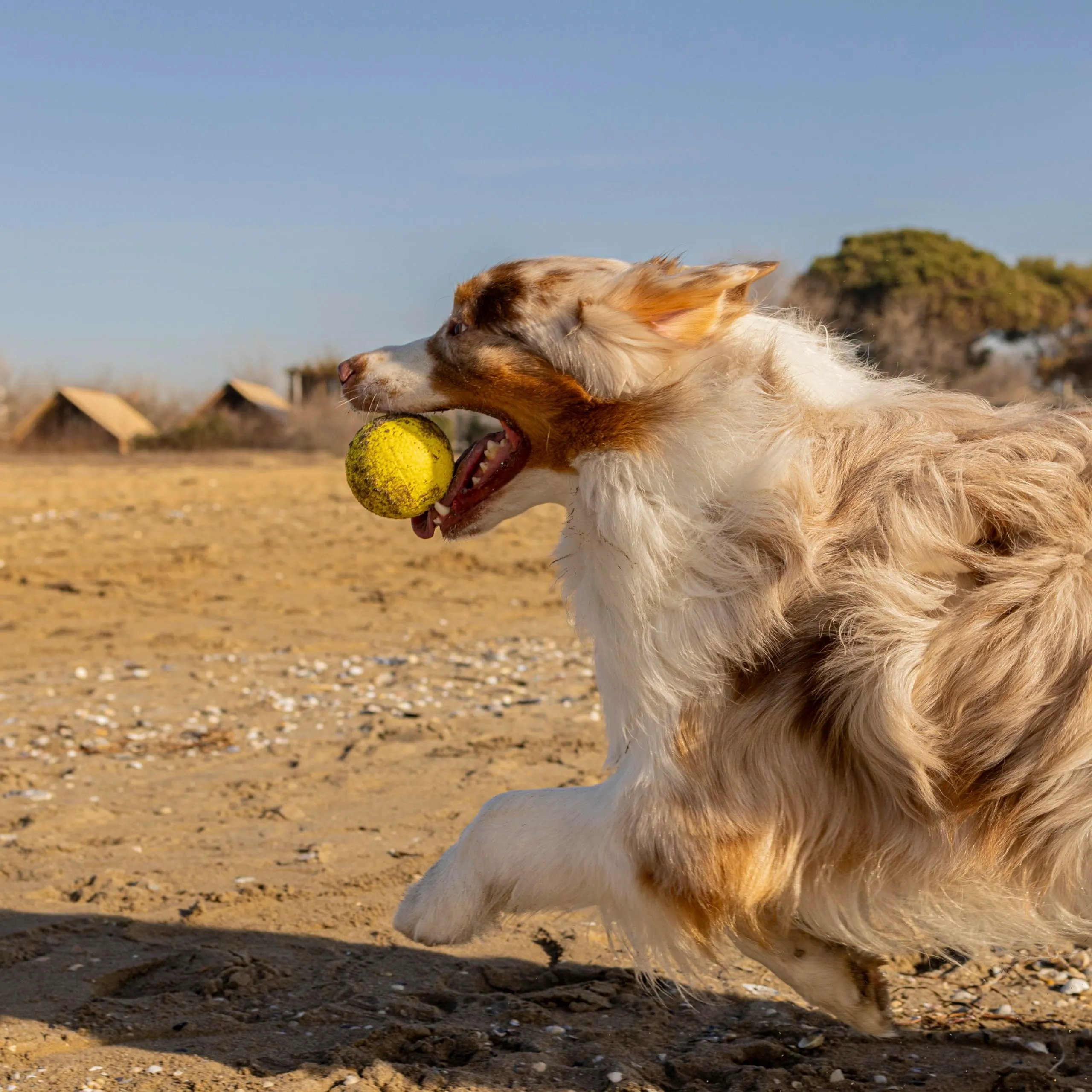 Ferplast CHEWA BOING BALL Giocattolo per Cani Super Rimbalzante e Galleggiante - Materiale innovativo resistente alla masticazione - Texture 3D per l'igiene dentale - Ultra Durevole - Design Italiano - immagine 6