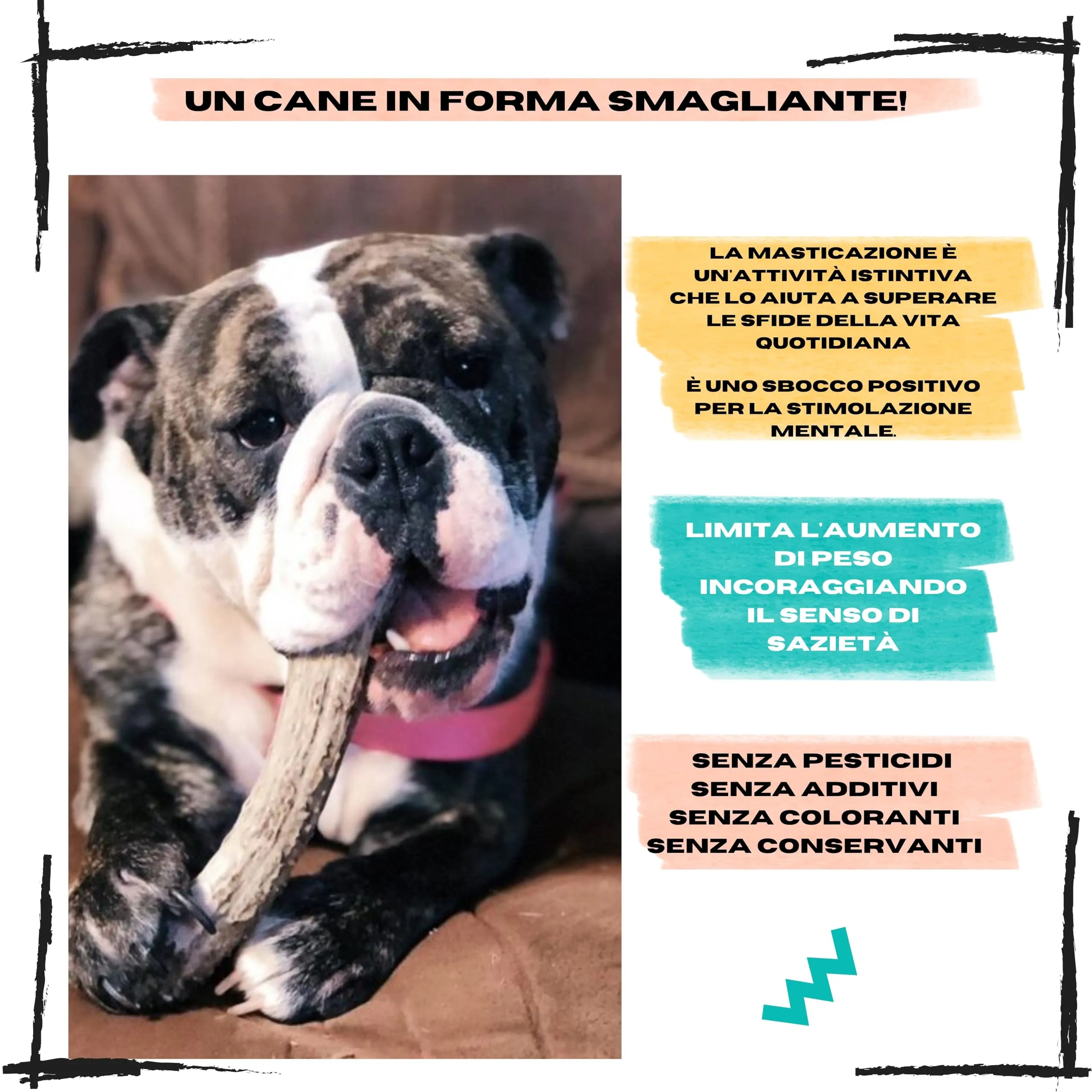 Corno di Cervo per Cani, Taglia XS Cani Mini, 2 unità - immagine 3